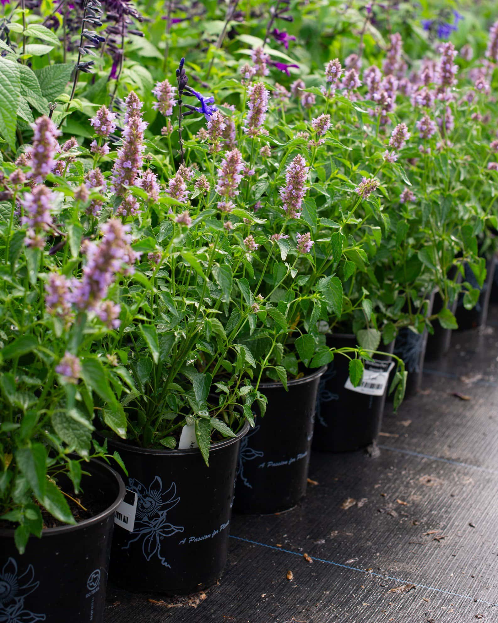 Beelicious Purple Agastache - Image 4