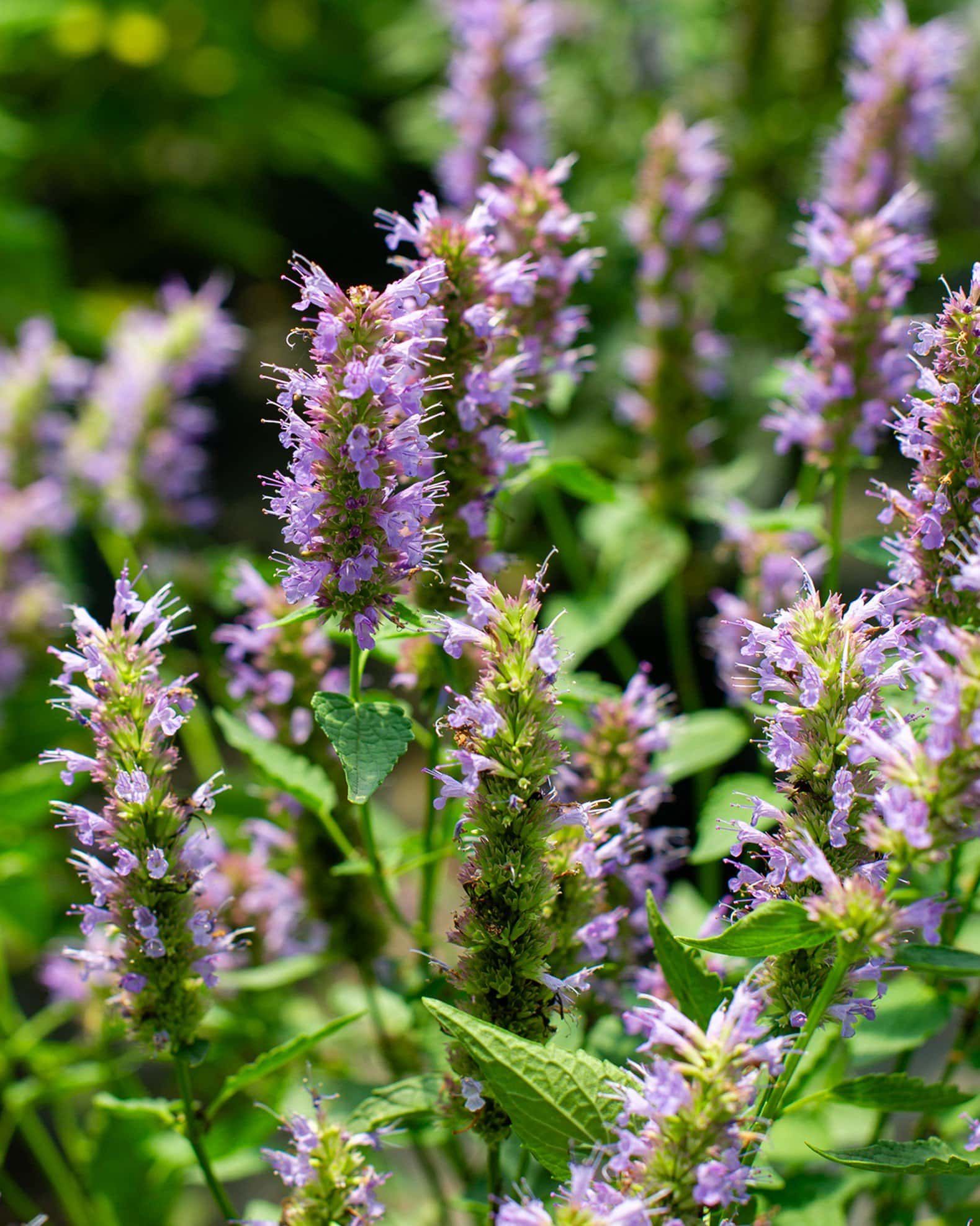 Beelicious Purple Agastache - Image 6