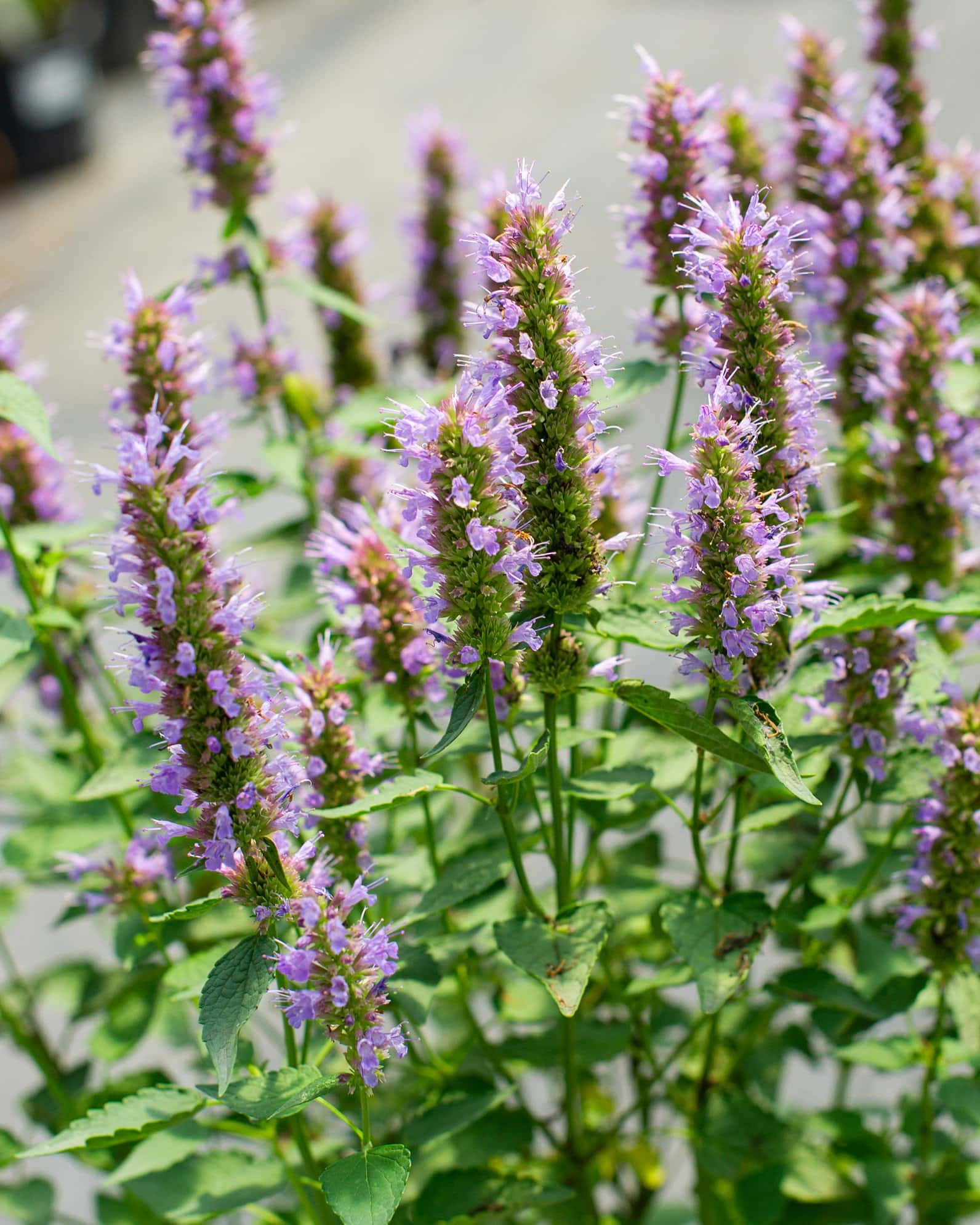 Beelicious Purple Agastache - Image 1