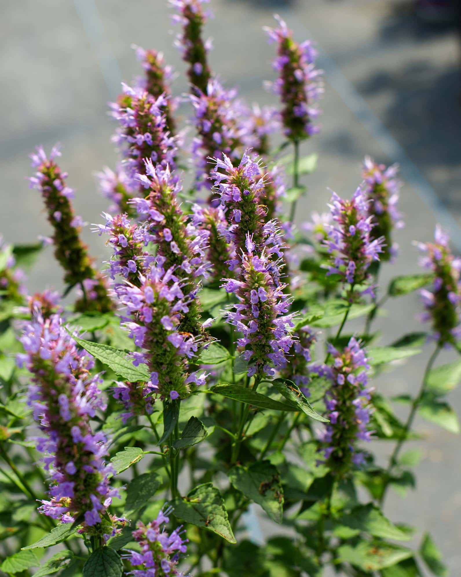 Beelicious Purple Agastache - Image 2