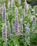 Blue Fortune Agastache thumbnail 1
