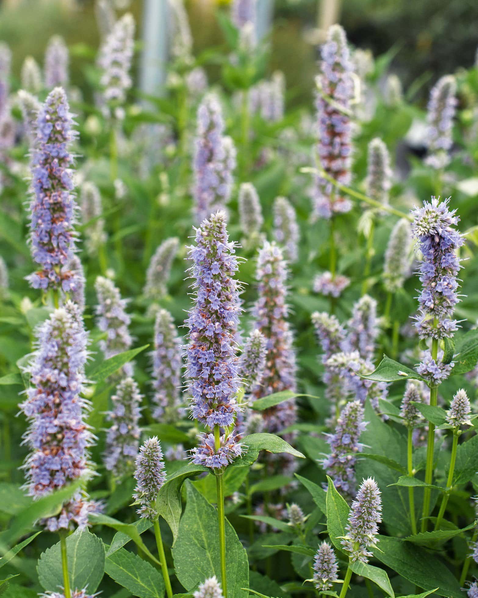 Blue Fortune Agastache - Main Image