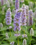 Blue Fortune Agastache thumbnail 3