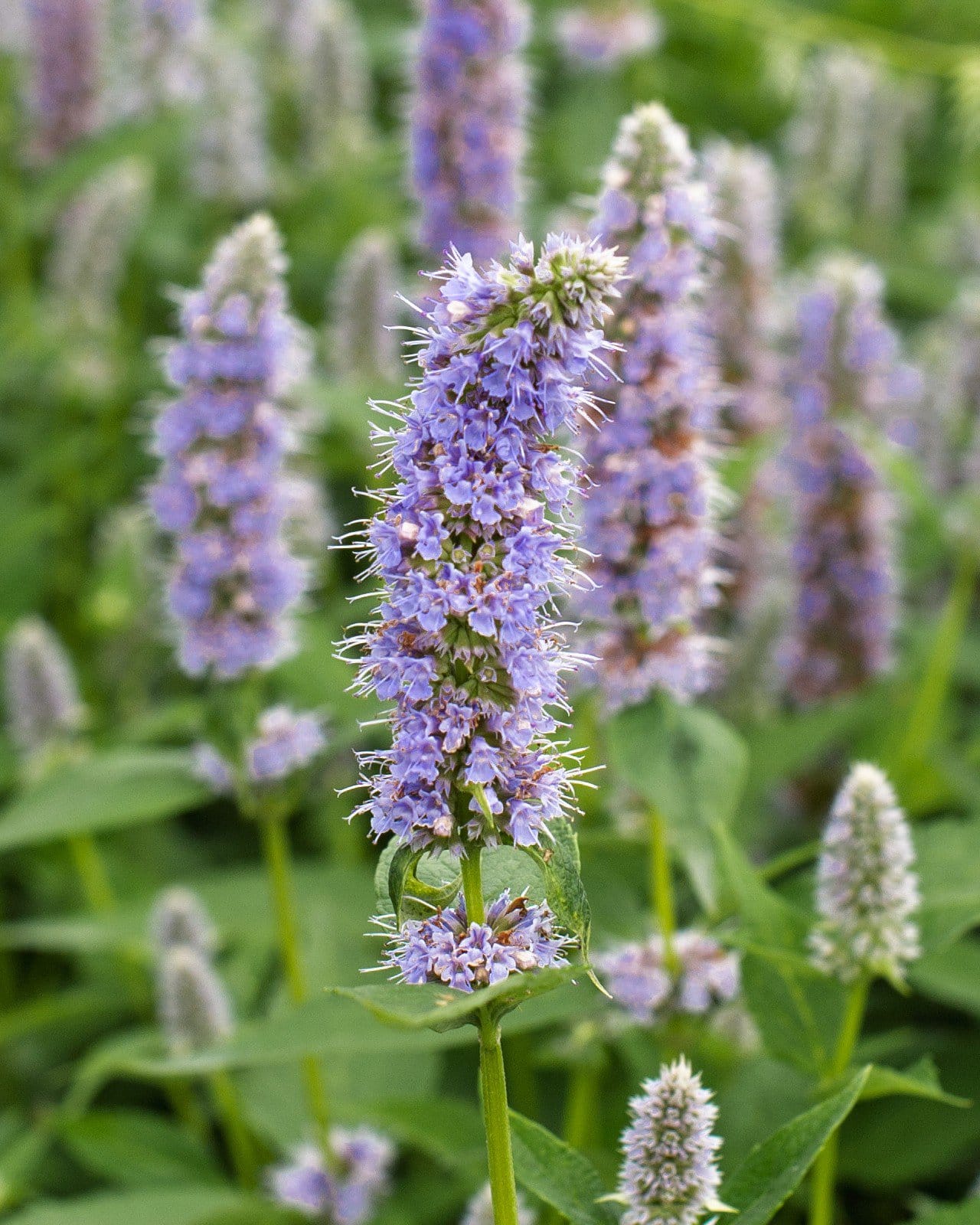 Blue Fortune Agastache - view 2