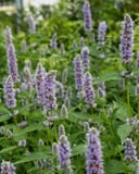 Blue Fortune Agastache thumbnail 4