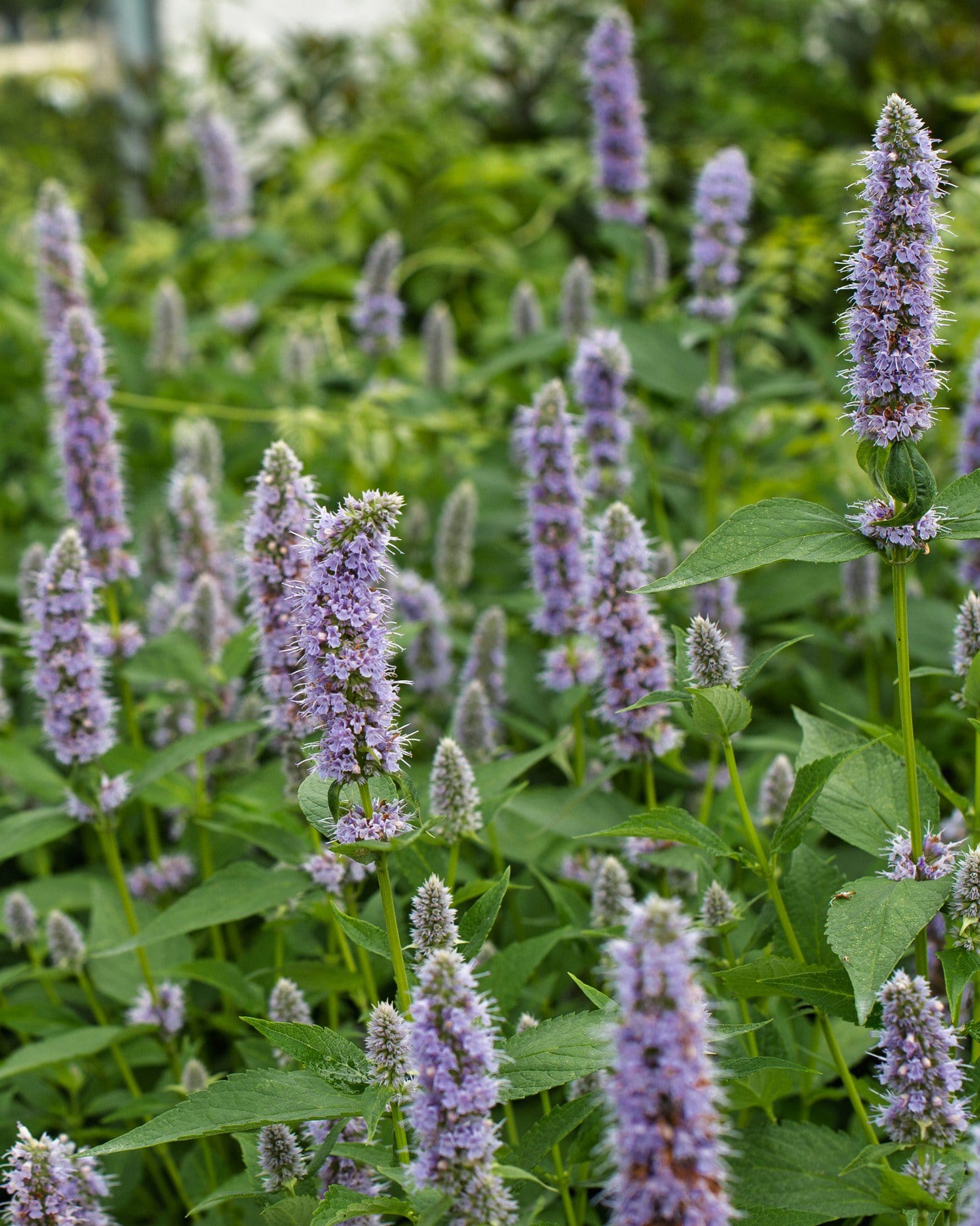 Blue Fortune Agastache - view 3