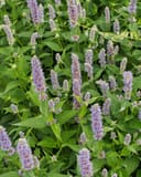 Blue Fortune Agastache thumbnail 5