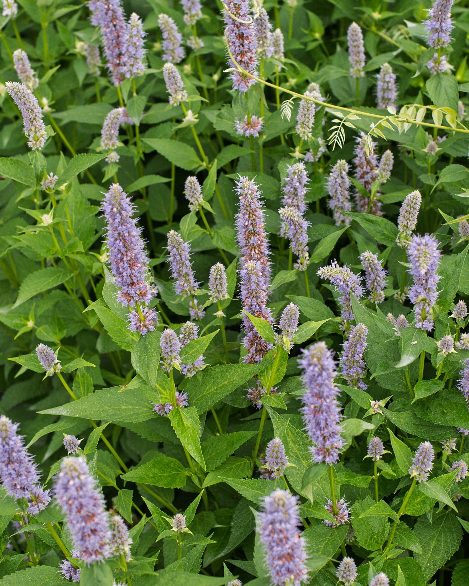 Blue Fortune Agastache - view 4