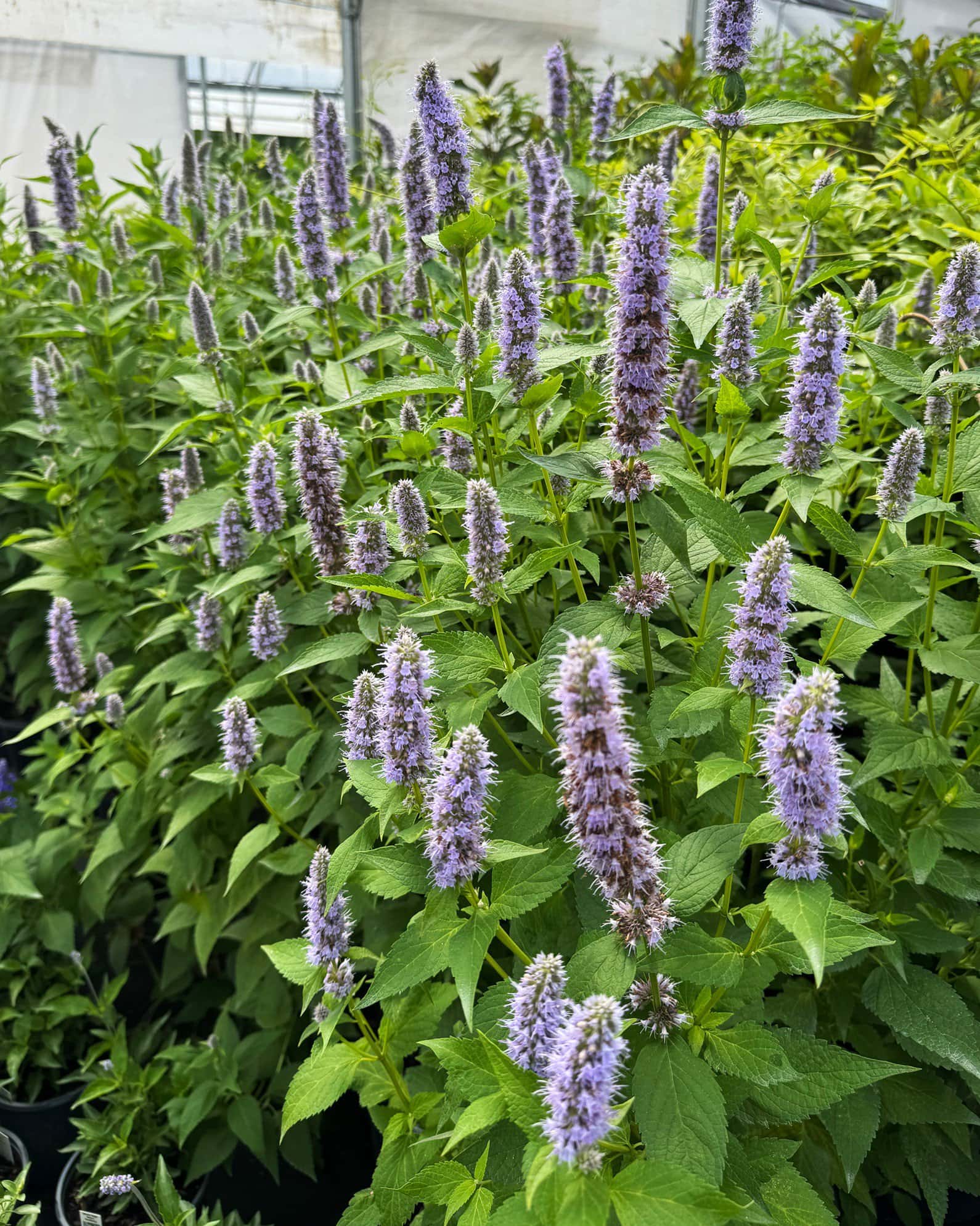 Blue Fortune Agastache - Image 5