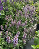 Blue Fortune Agastache thumbnail 2