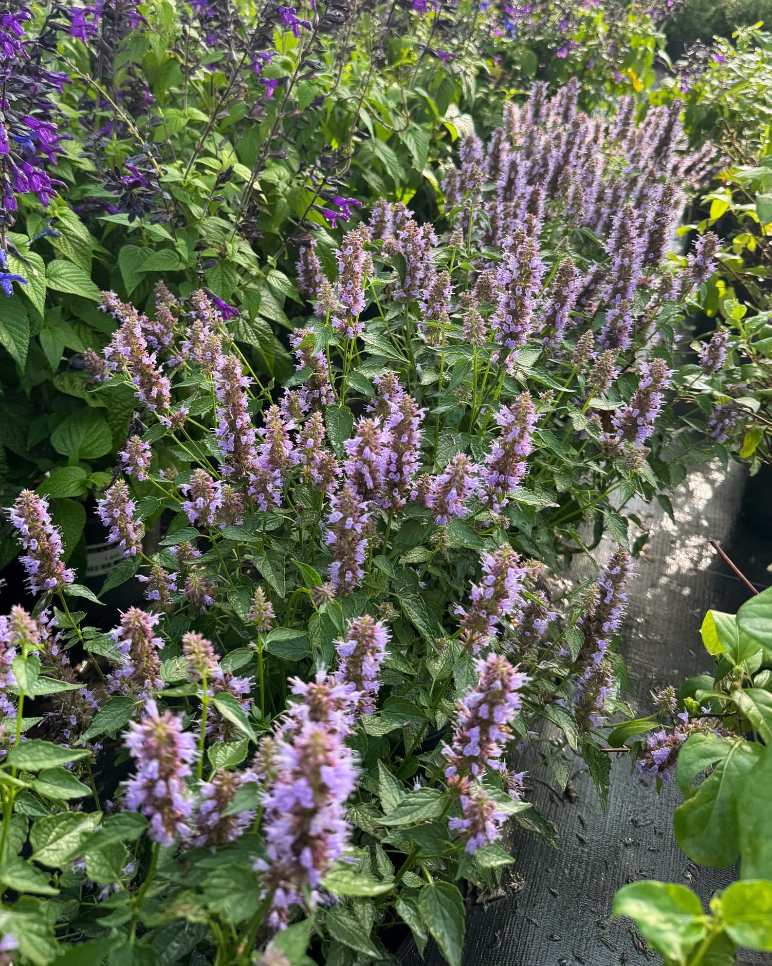 Blue Fortune Agastache - Image 1