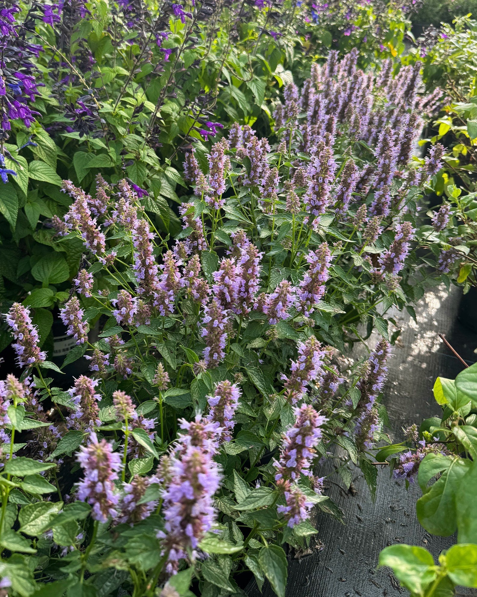Blue Fortune Agastache - Image 1