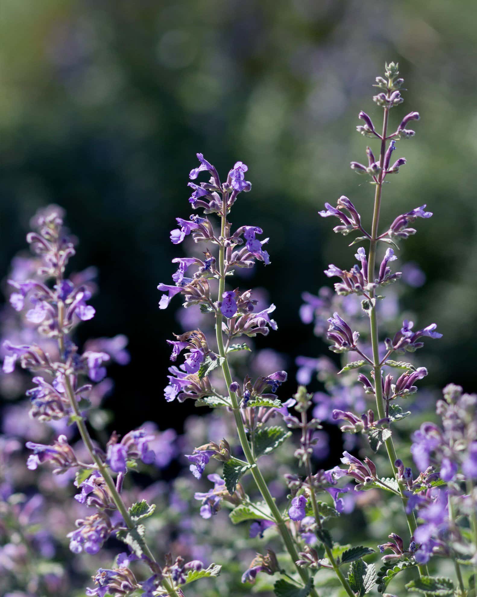 Cat's Pajamas Catmint - Main Image