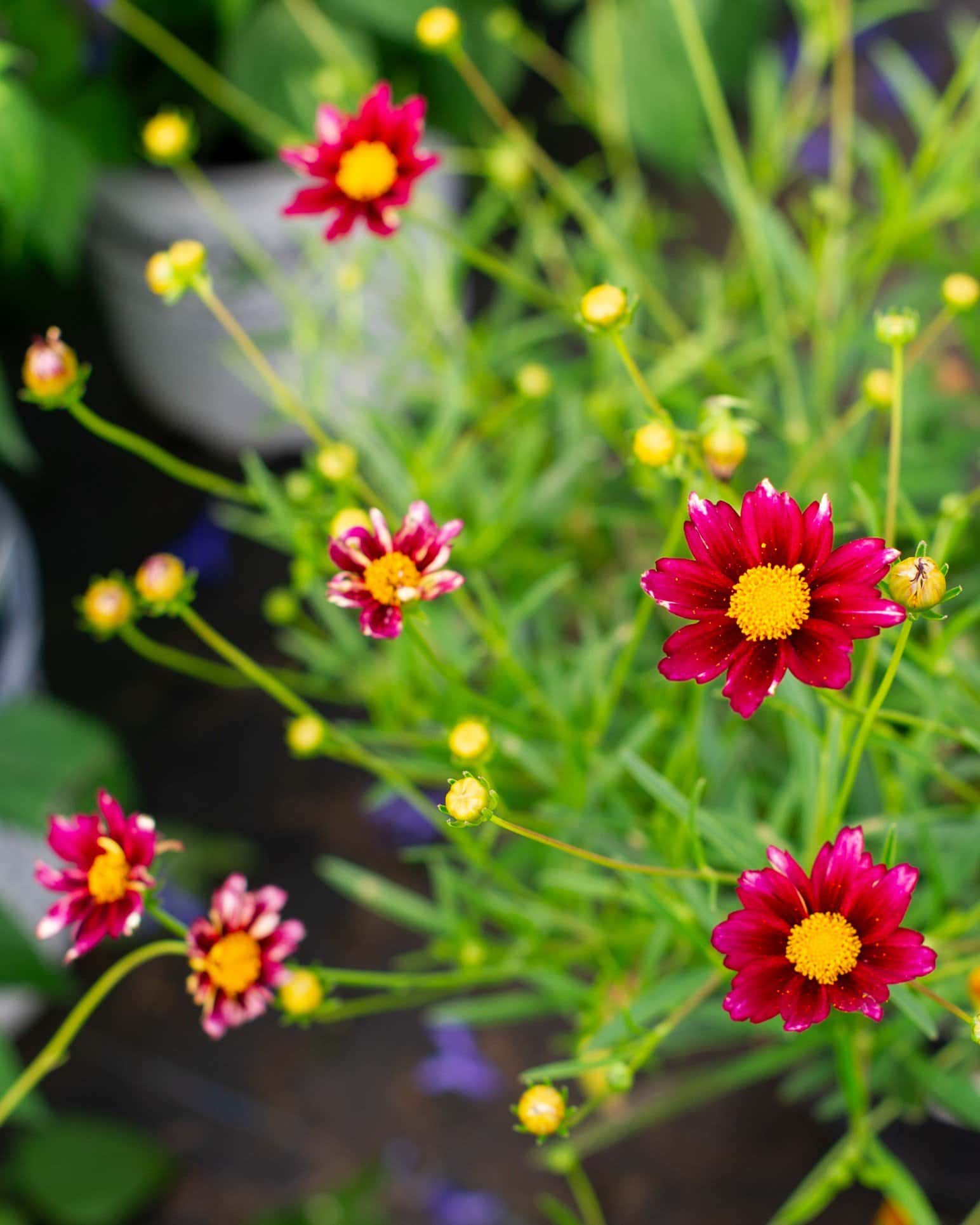 Coreopsis Mercury Rising - Main Image