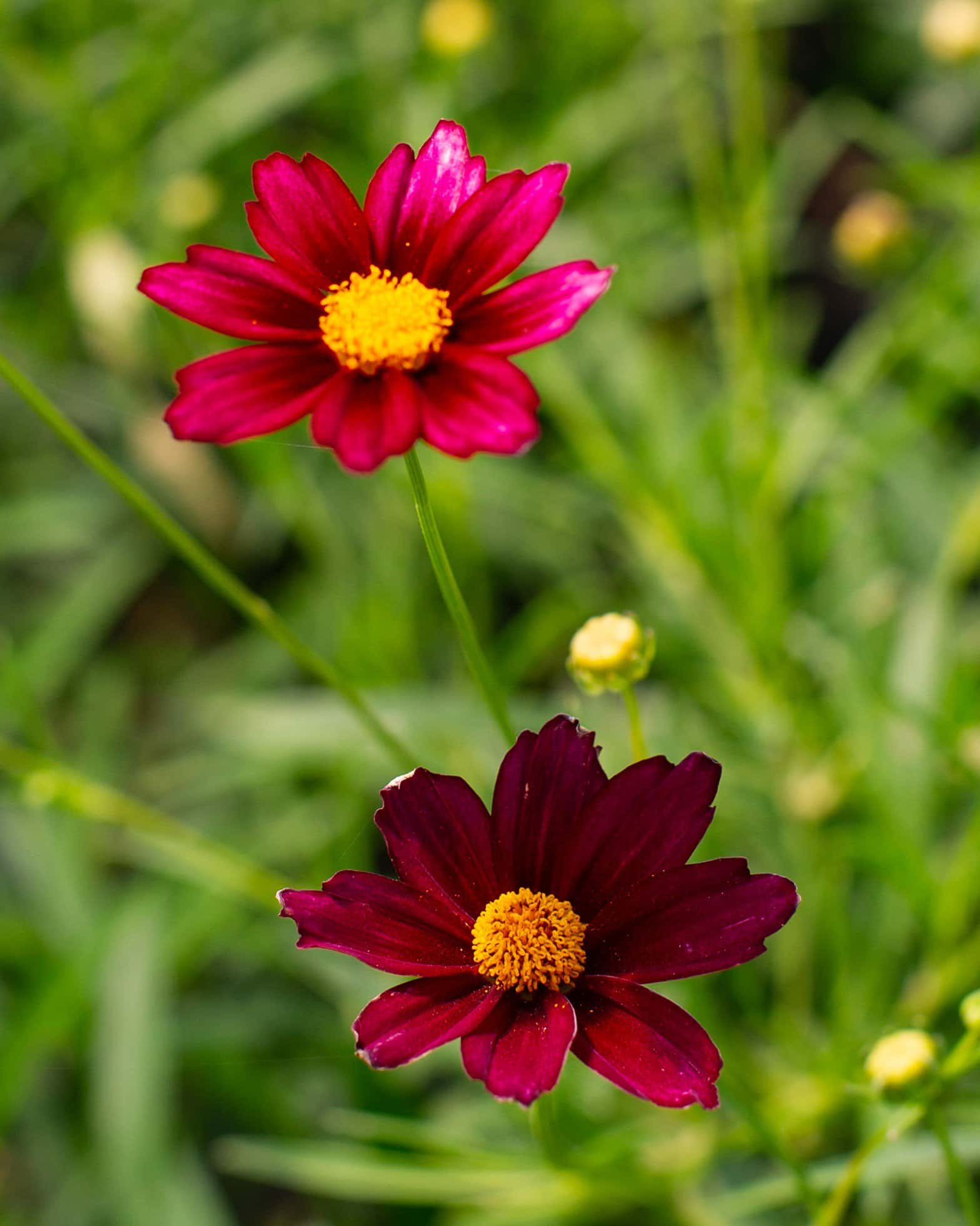 Coreopsis Mercury Rising - Image 2