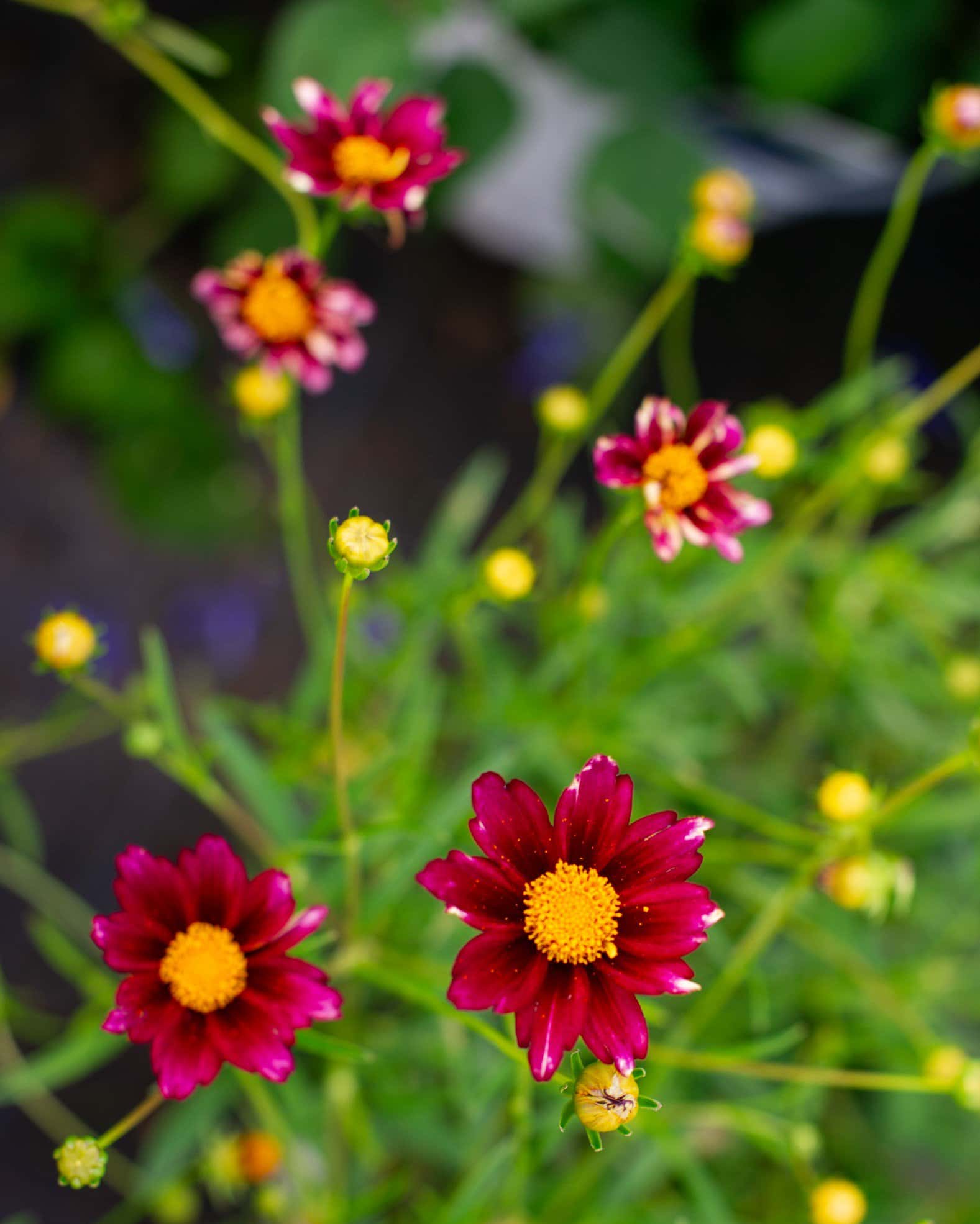 Coreopsis Mercury Rising - Image 3