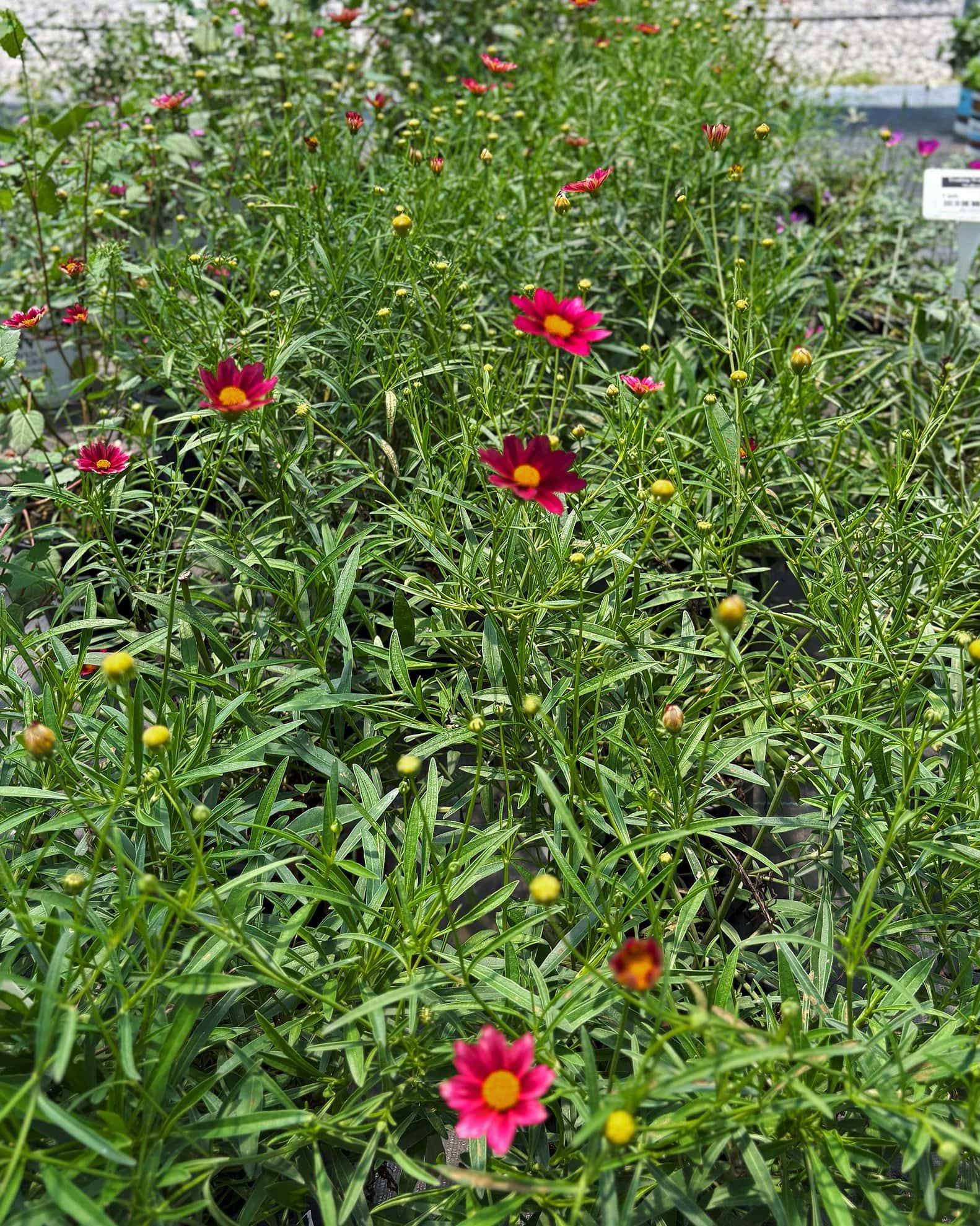 Coreopsis Mercury Rising - Image 6
