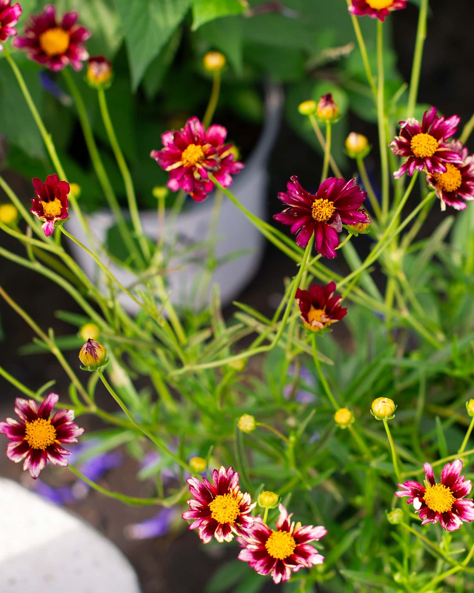 Coreopsis Mercury Rising - Image 4