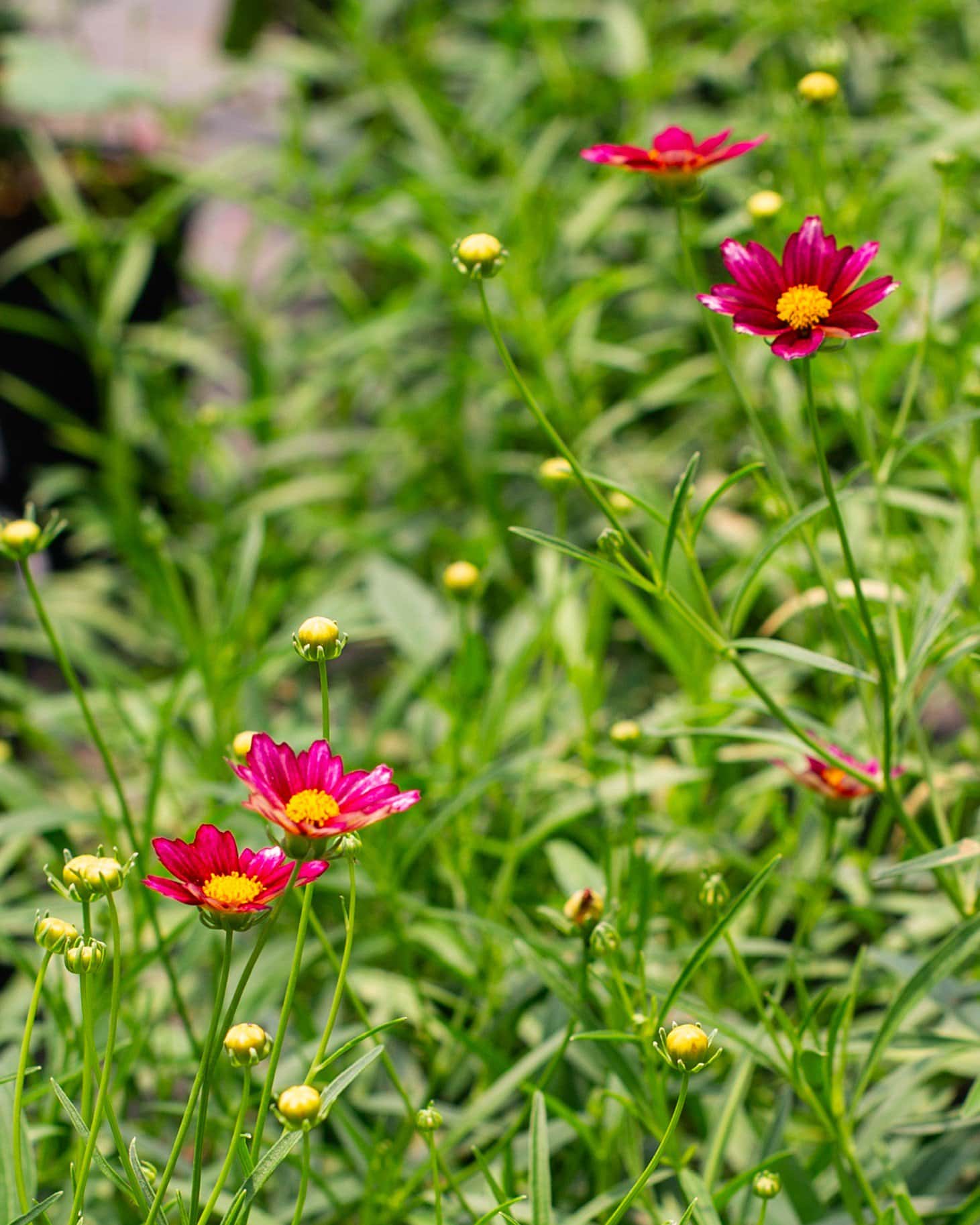 Coreopsis Mercury Rising - Image 5