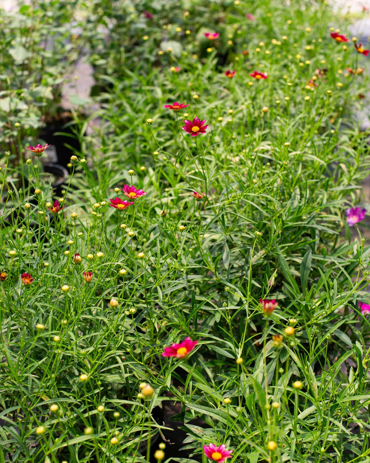 Coreopsis Mercury Rising - Image 1