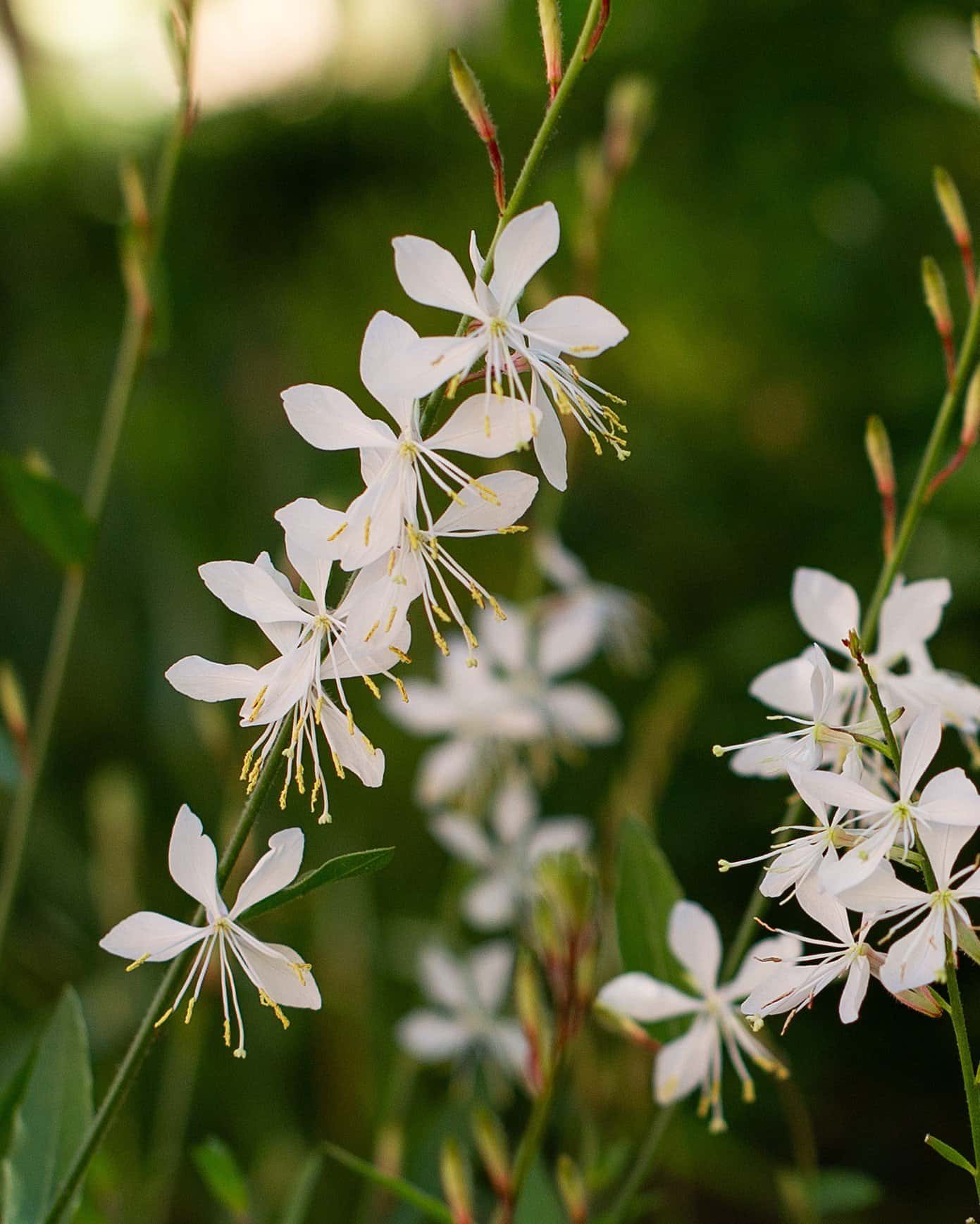 Belleza White Gaura - Main Image