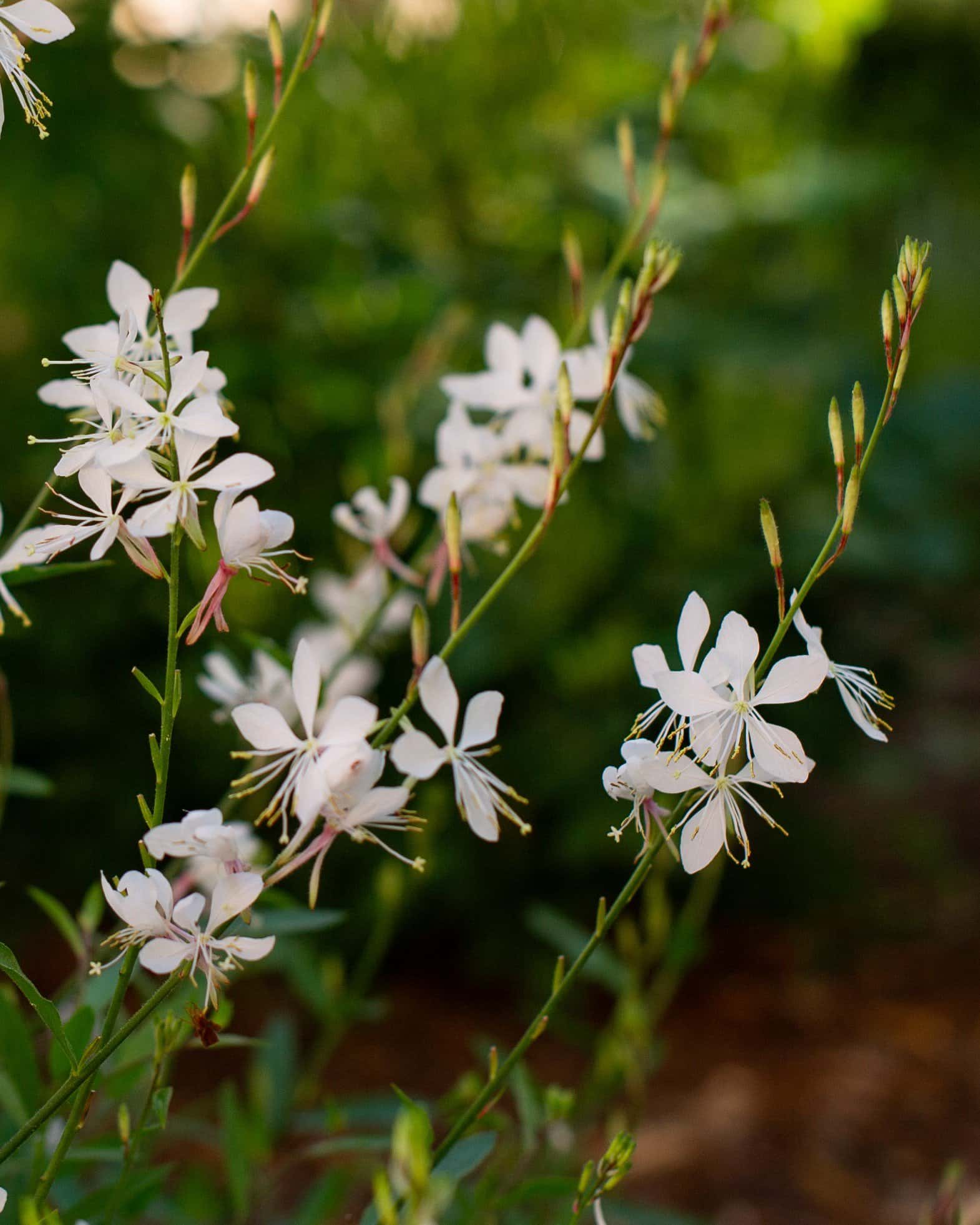 Belleza White Gaura - Image 1