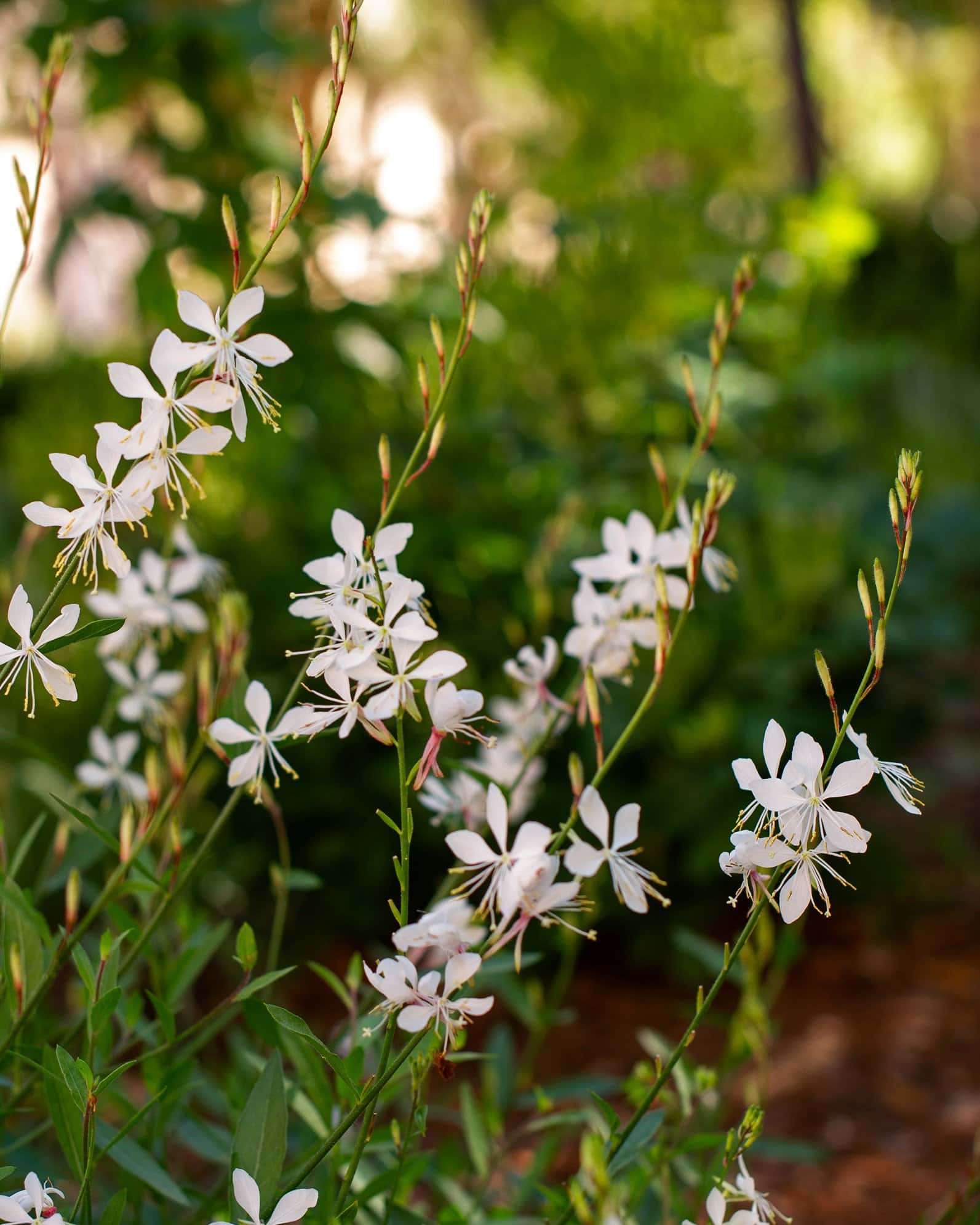 Belleza White Gaura - Image 2