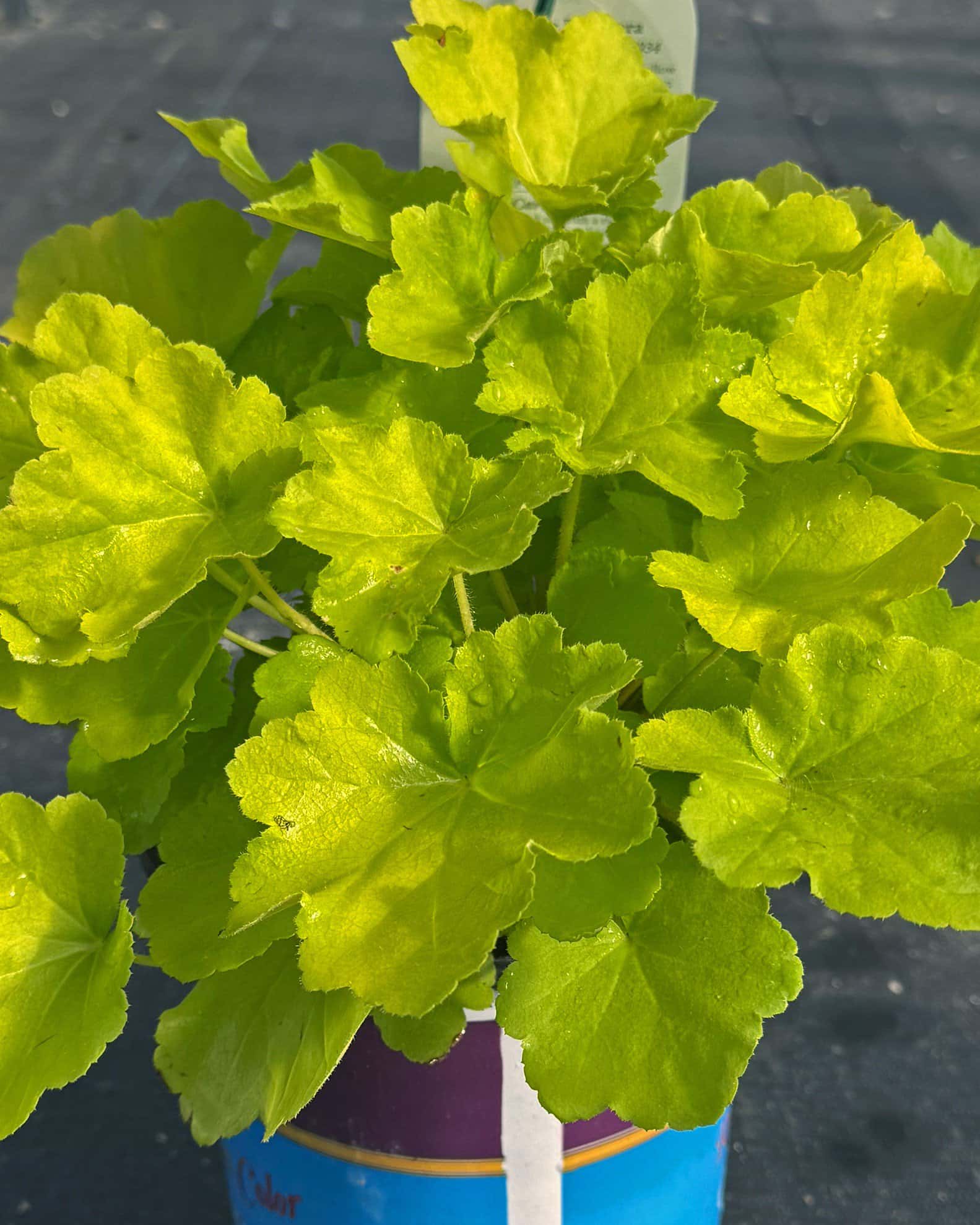 Citronelle Heuchera - Main Image