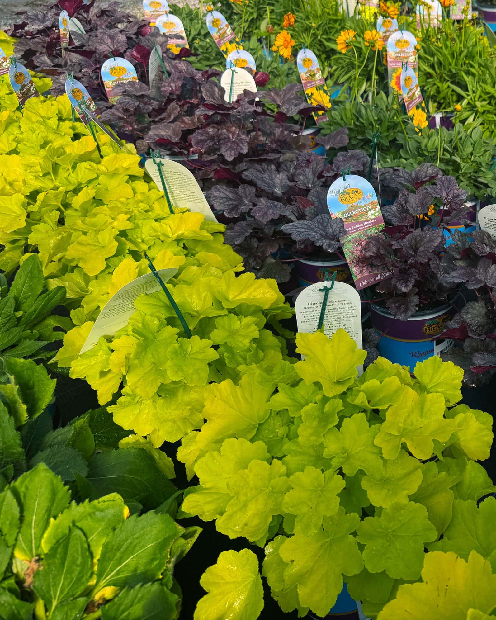 Citronelle Heuchera - Image 5