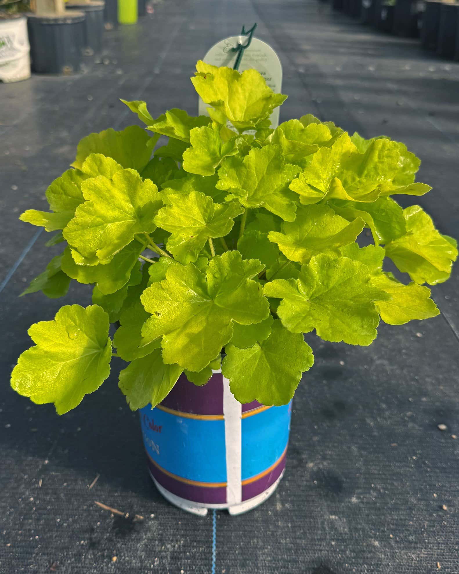 Citronelle Heuchera - Image 1