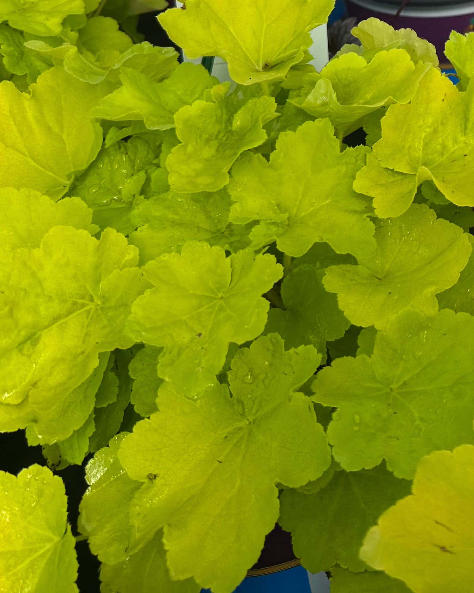 Citronelle Heuchera - Image 6