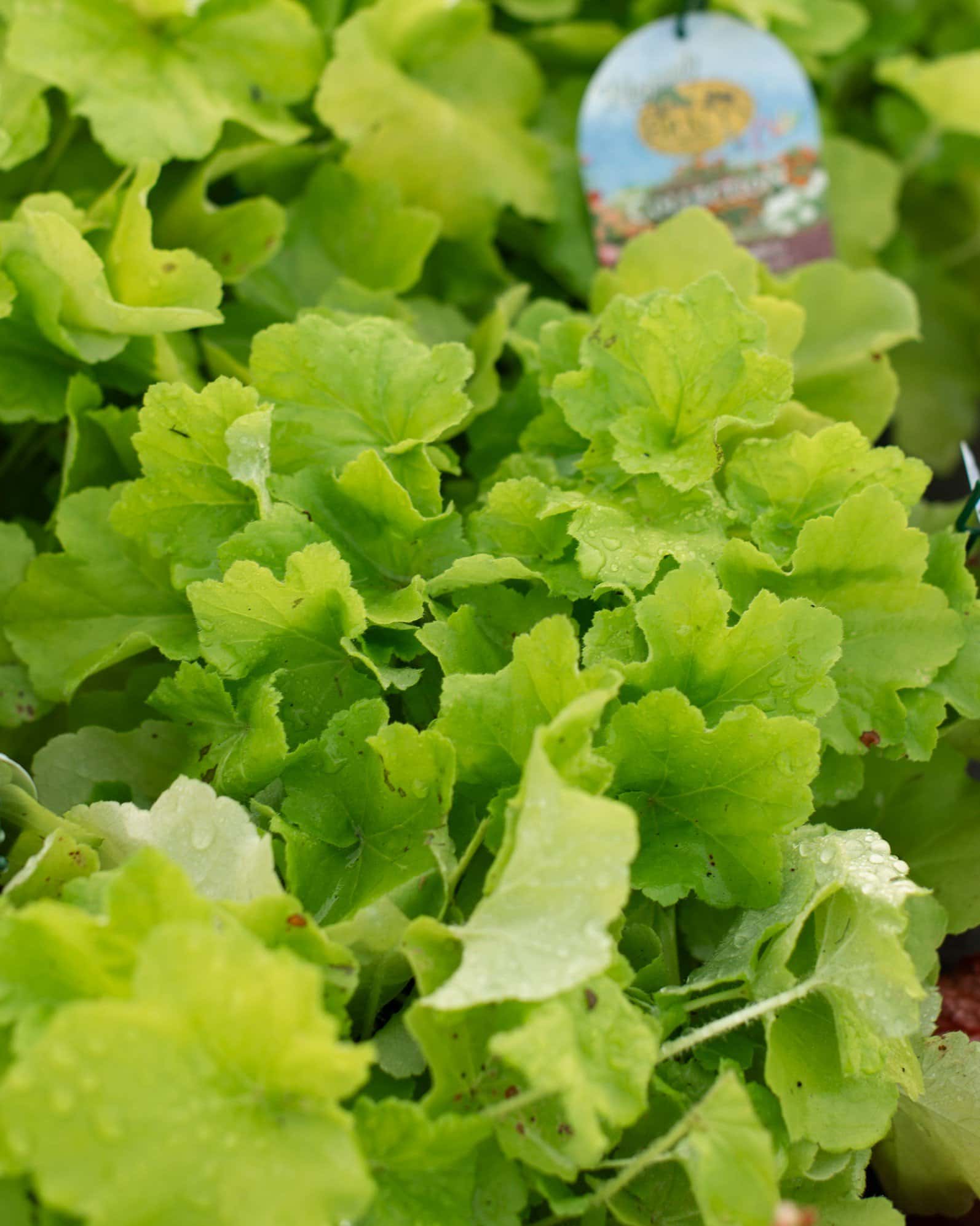 Citronelle Heuchera - Image 2
