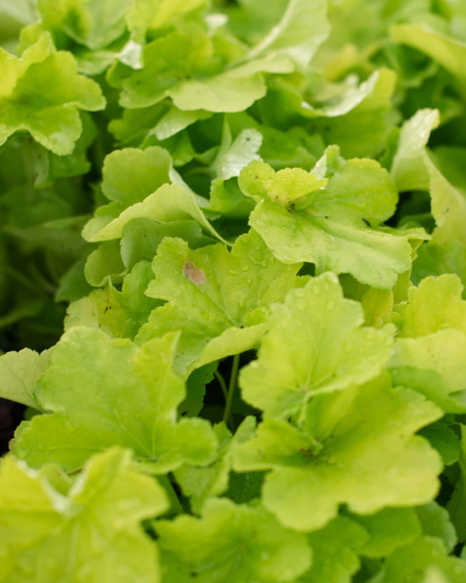 Citronelle Heuchera - Image 7