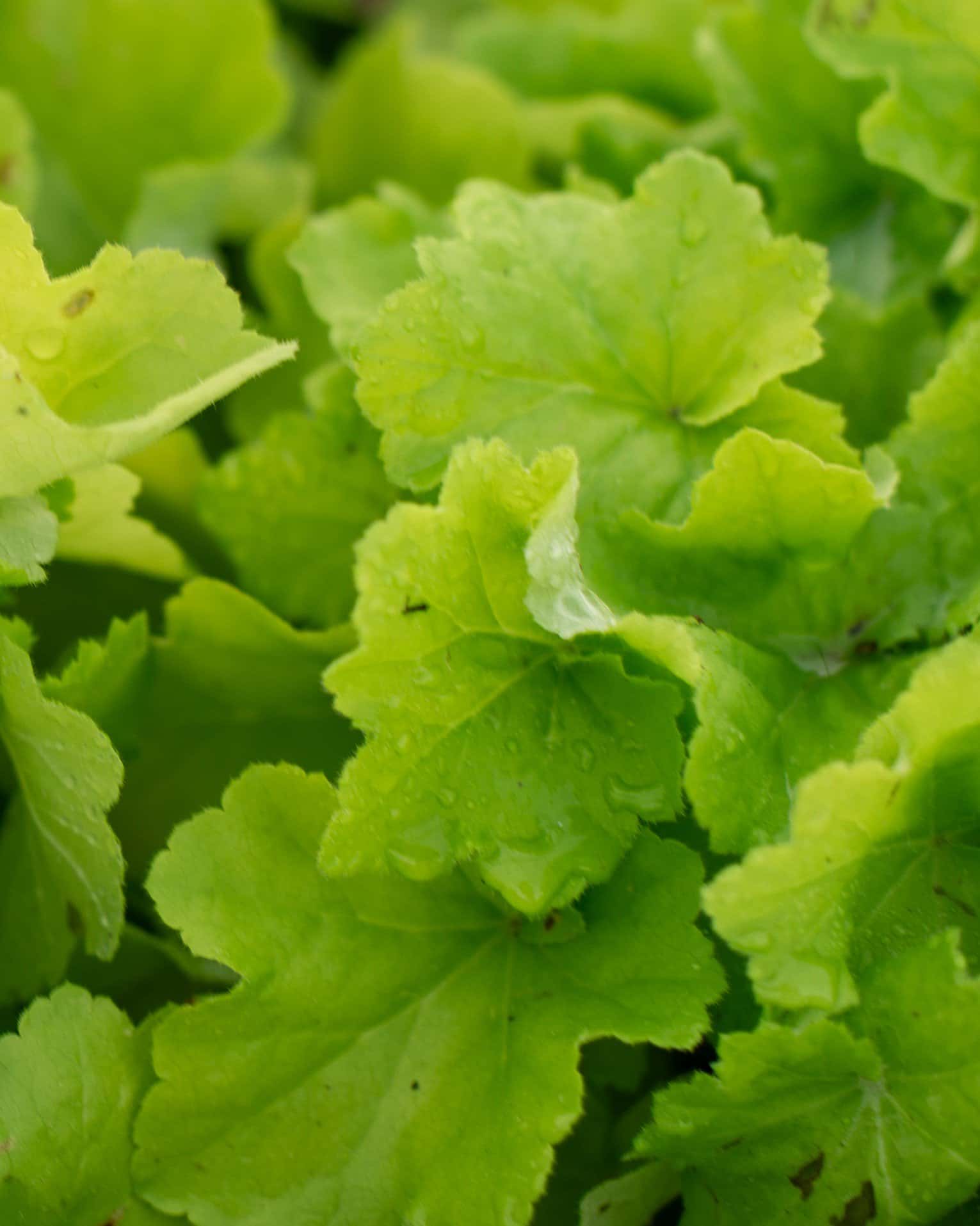 Citronelle Heuchera - Image 3