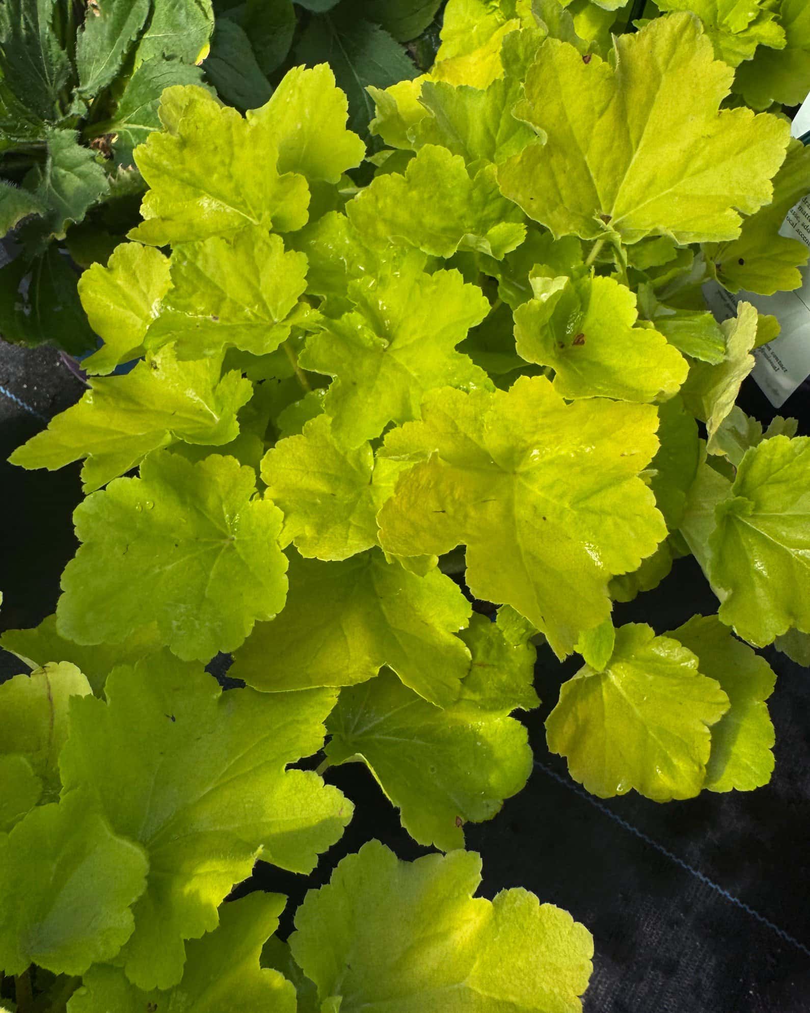 Citronelle Heuchera - Image 4