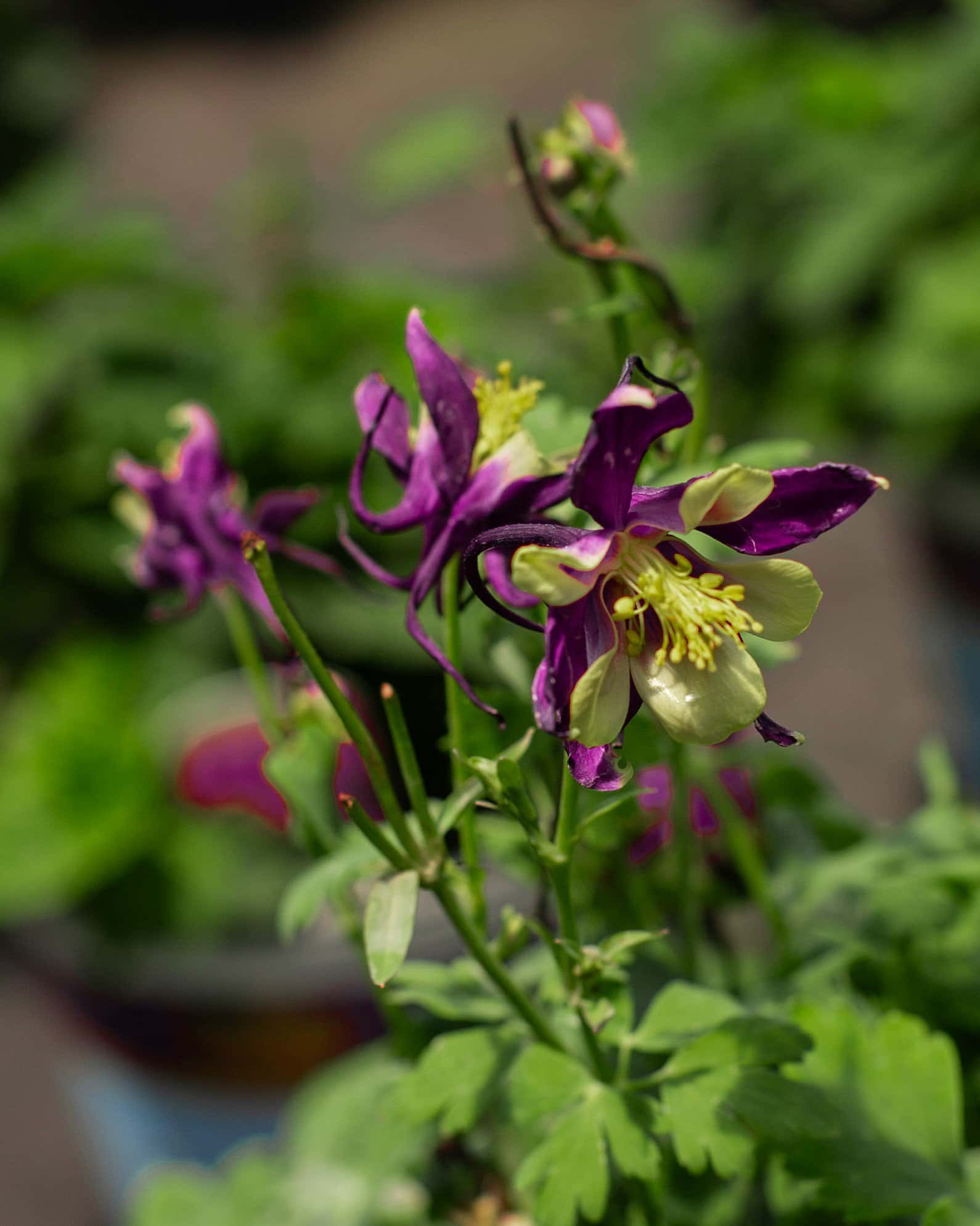 Earlybird Mix Columbine - Image 1