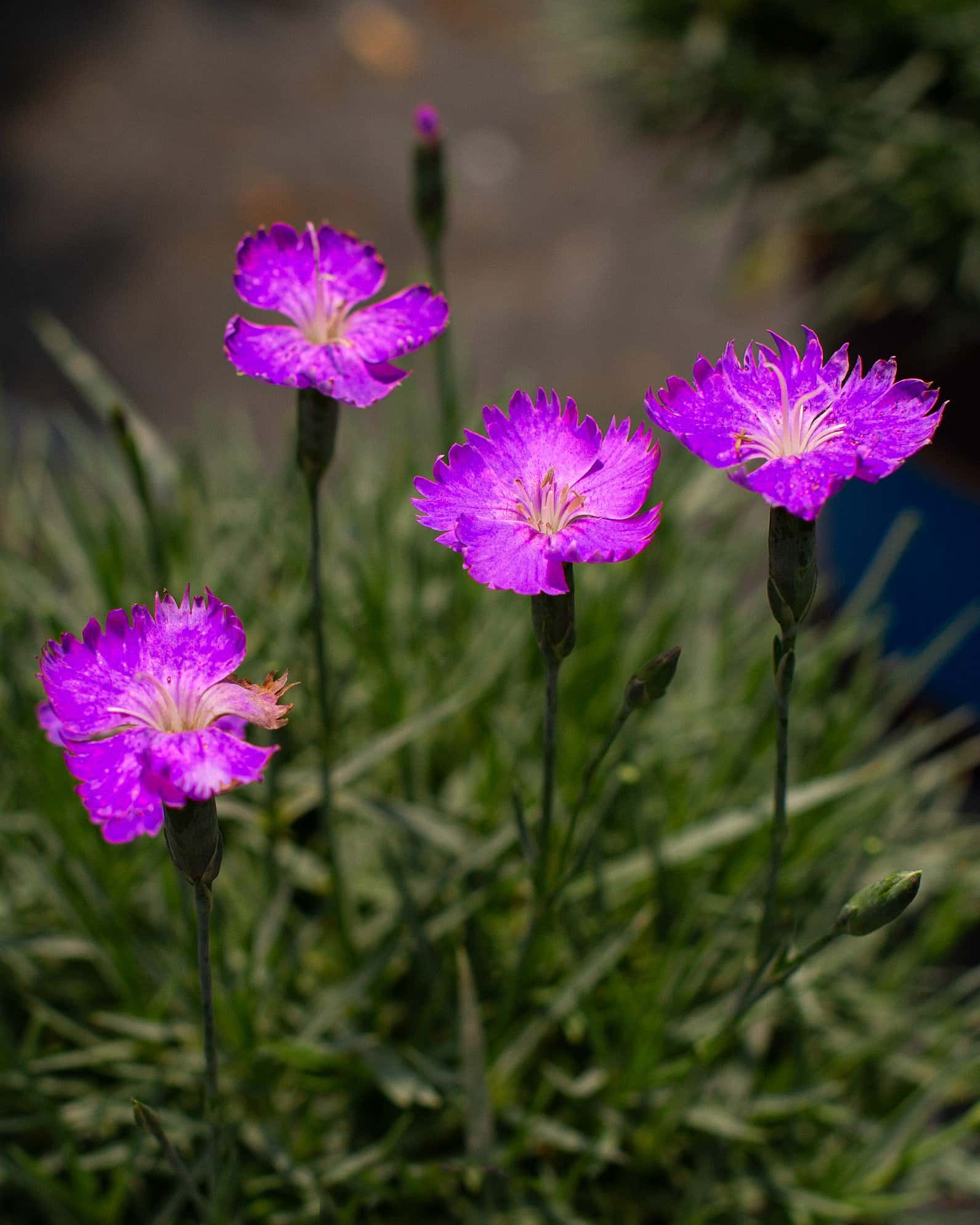 Firewitch Dianthus - Main Image
