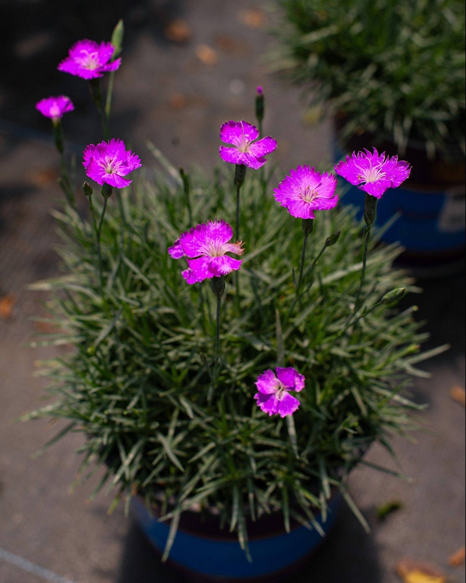 Firewitch Dianthus - view 2