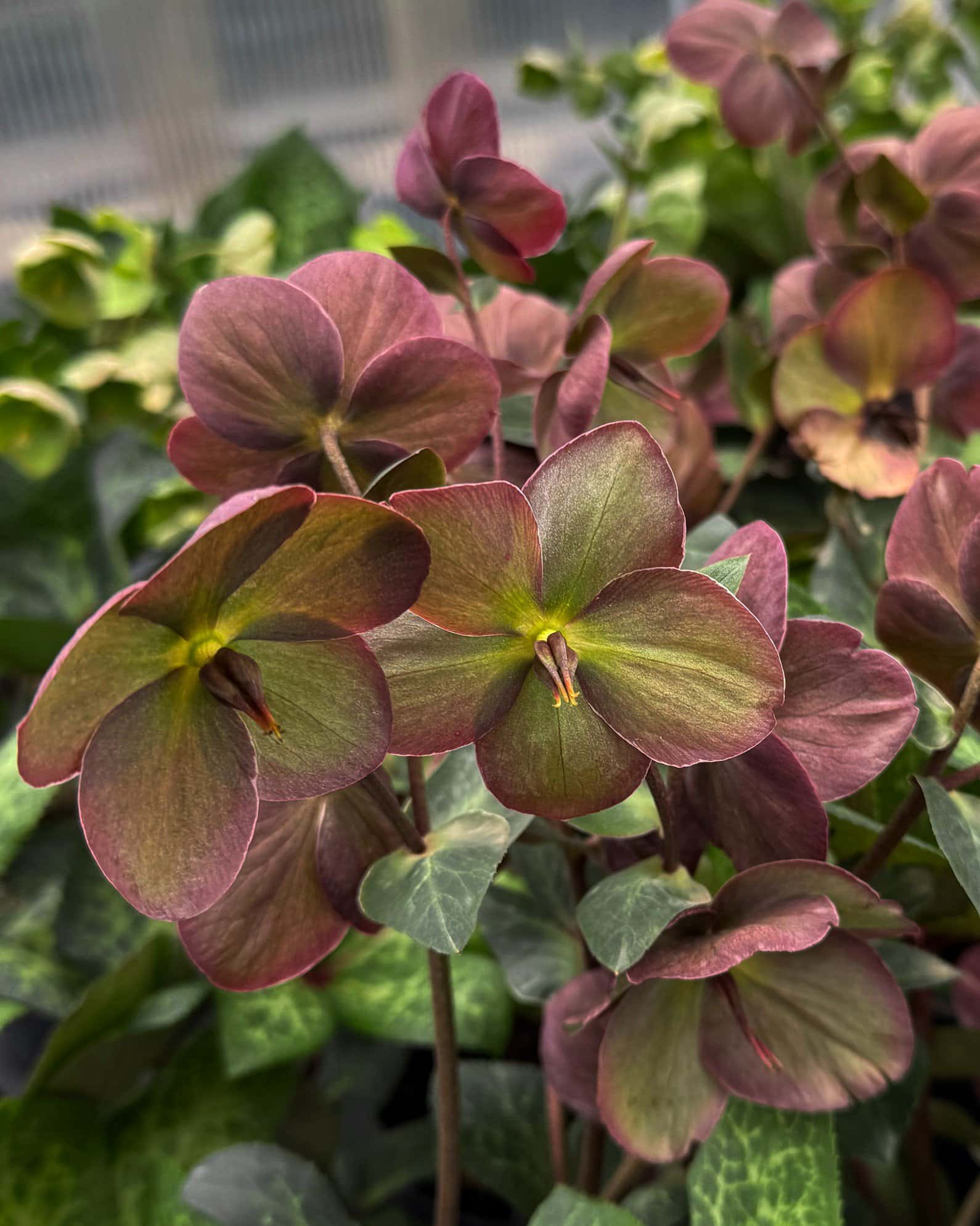 Frostkiss Anna's Red Helleborus - Image 1