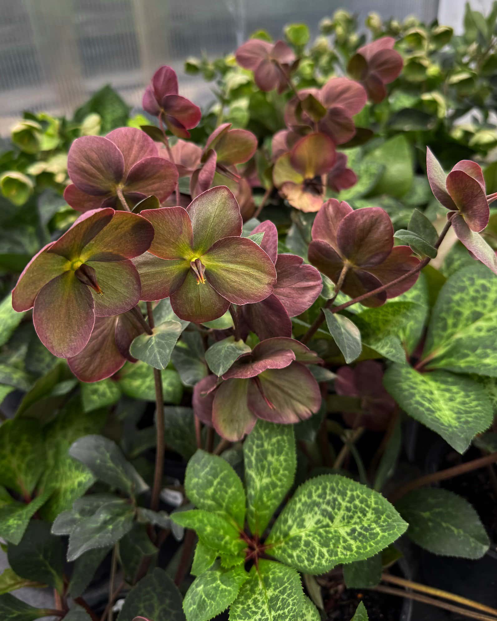 Frostkiss Anna's Red Helleborus - Image 2