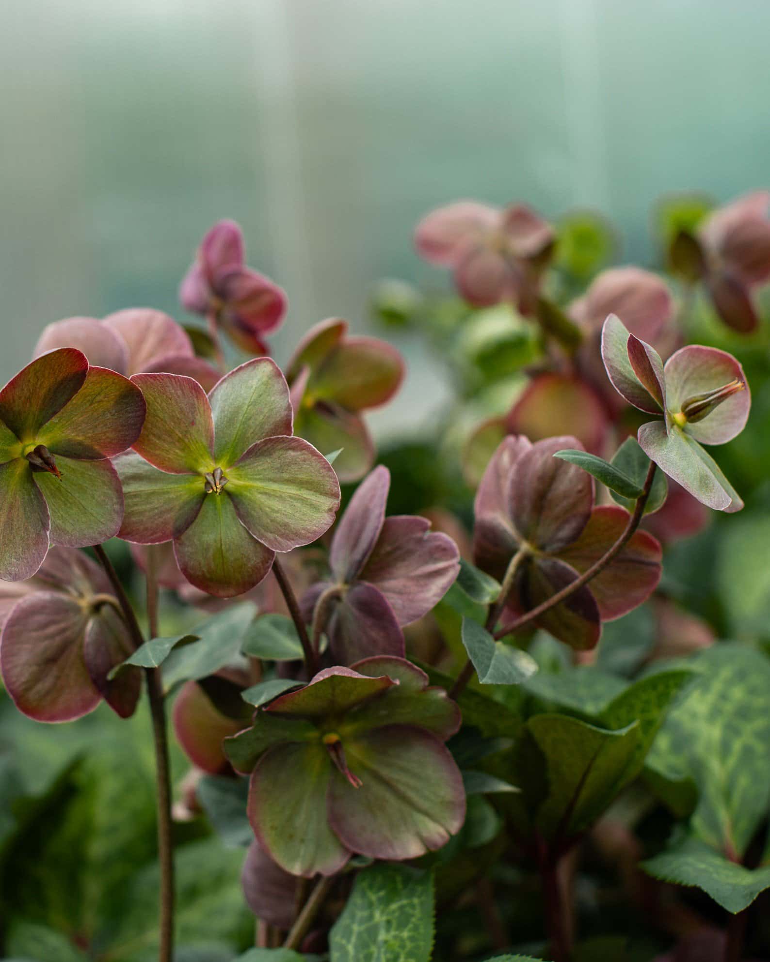 Frostkiss Anna's Red Helleborus - Image 4