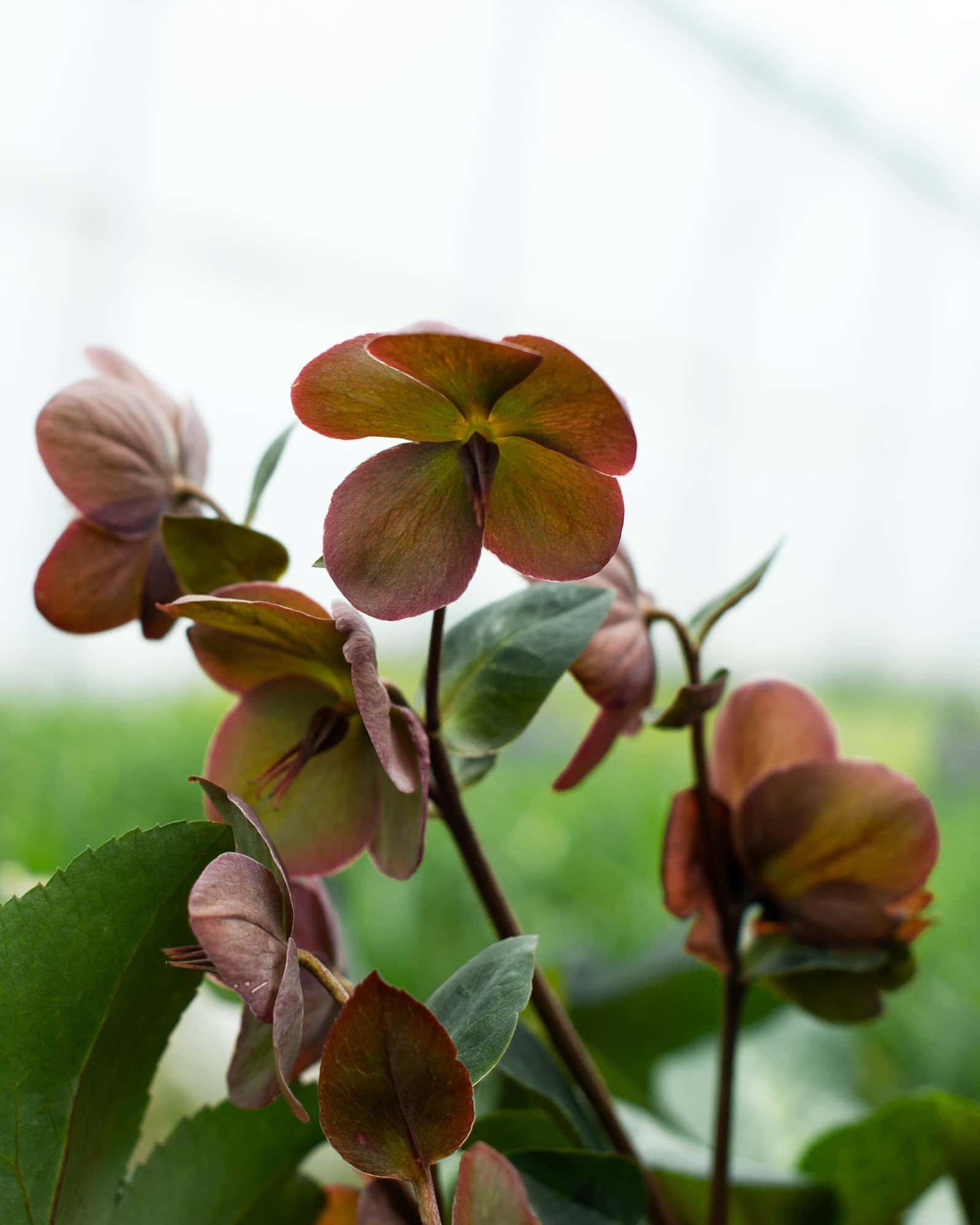 Frostkiss Anna's Red Helleborus - Image 5