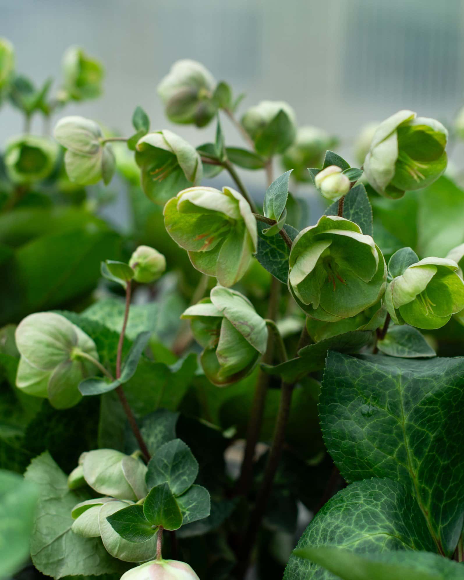 Frostkiss Moondance Helleborus - Image 3