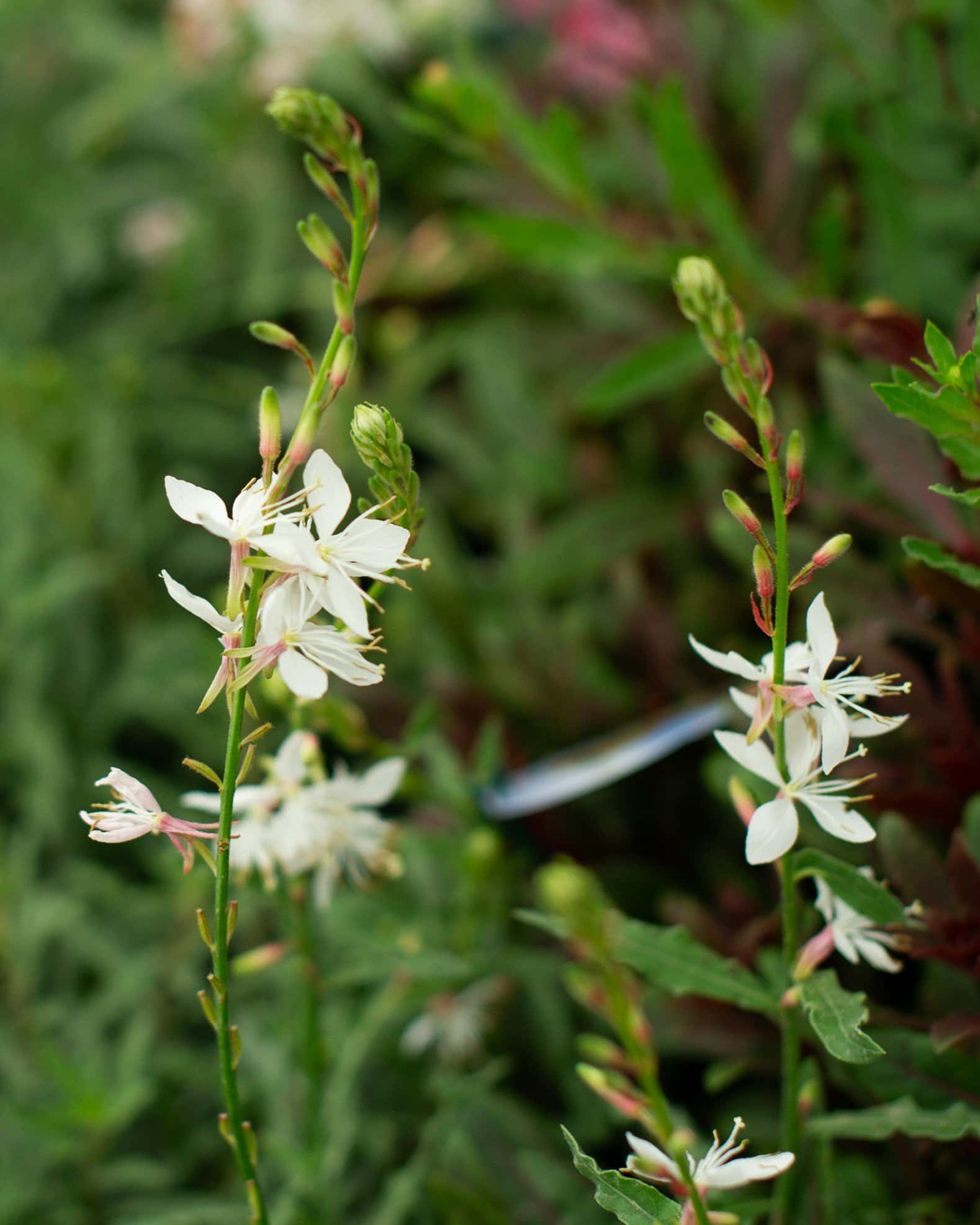 Graceful White Gaura - Main Image
