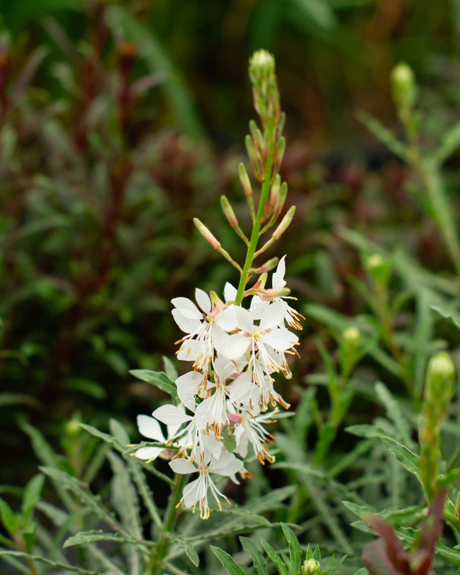 Graceful White Gaura - Image 2