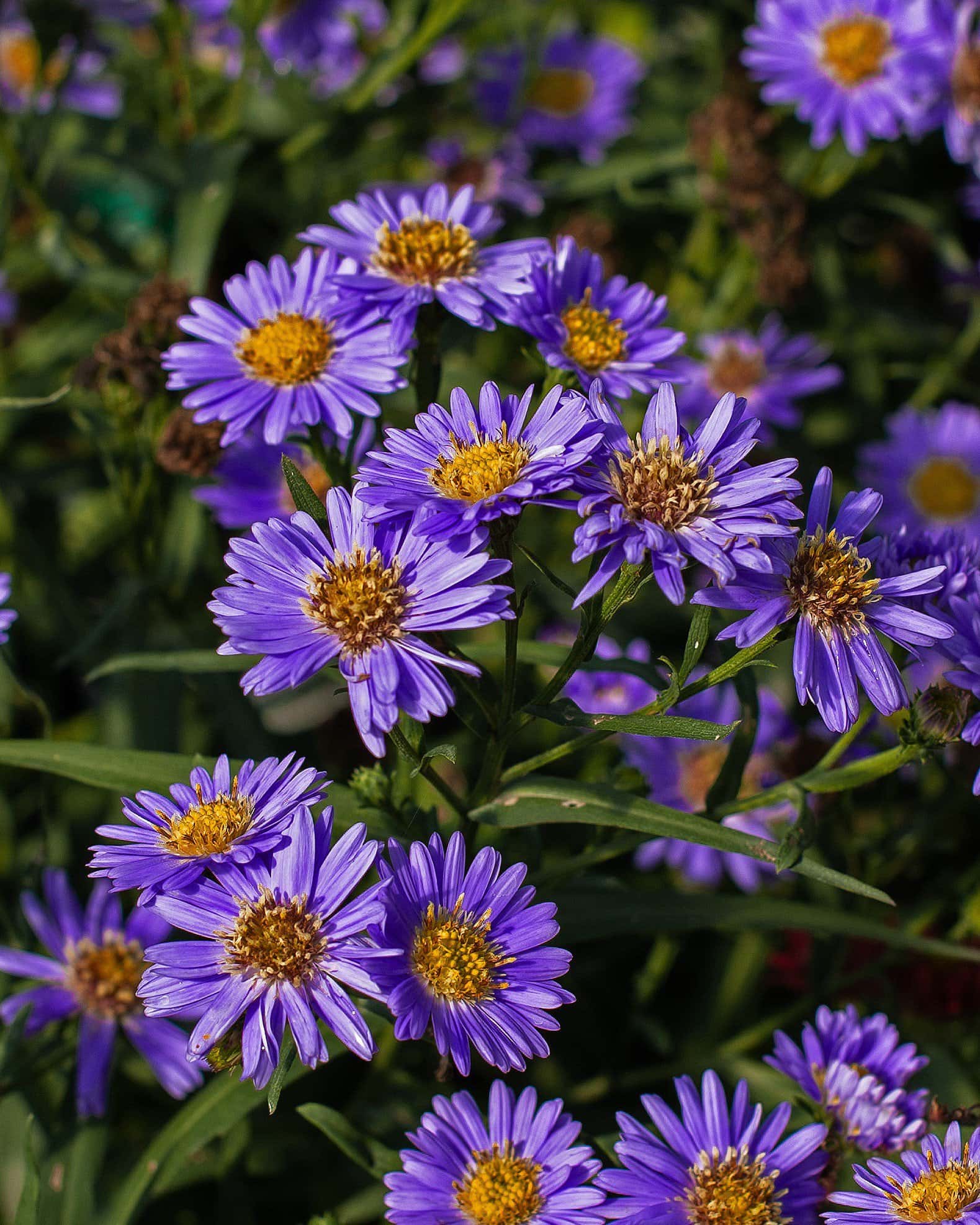 Kickin' Aster Sapphire - Main Image