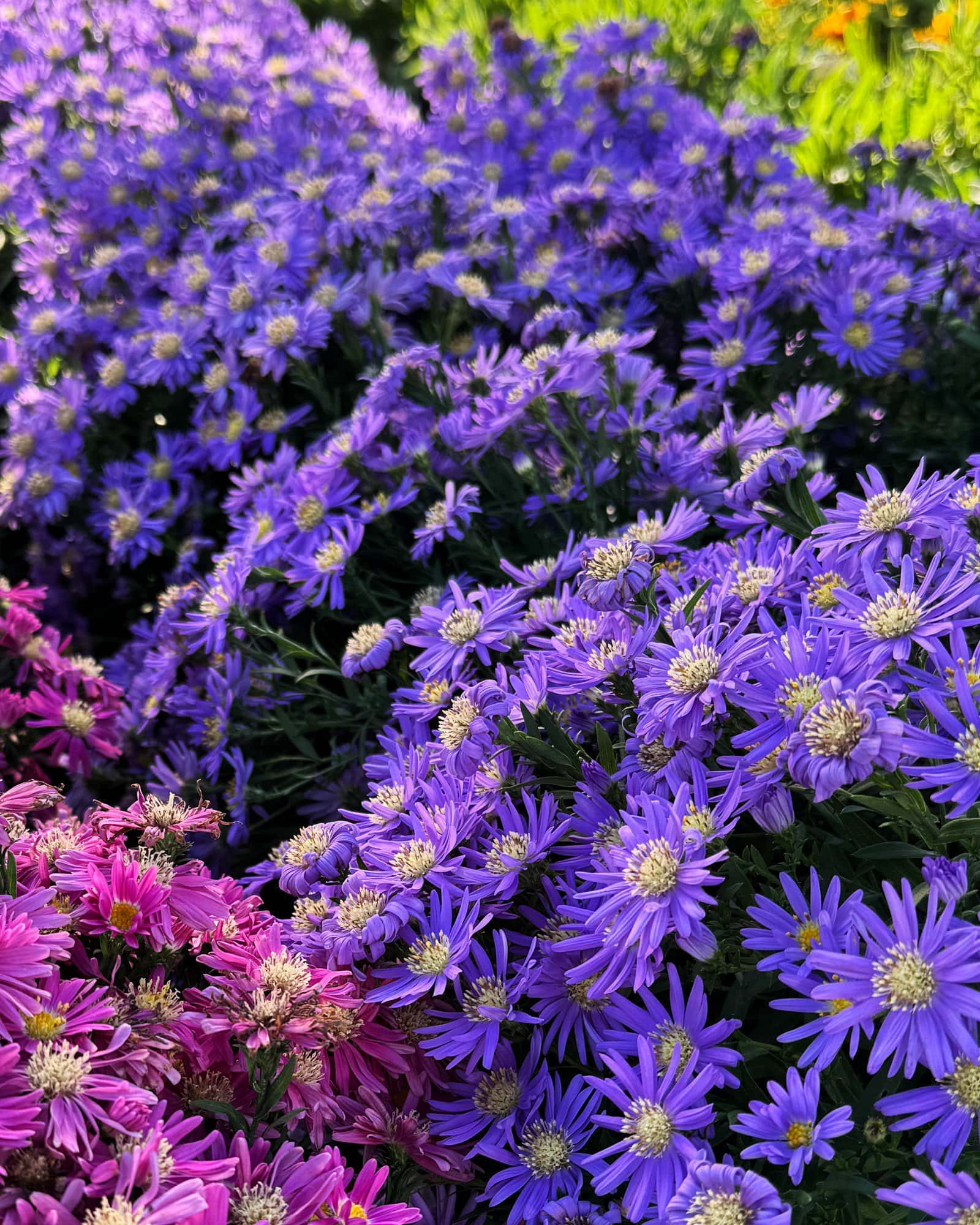Kickin' Aster Sapphire - Image 2