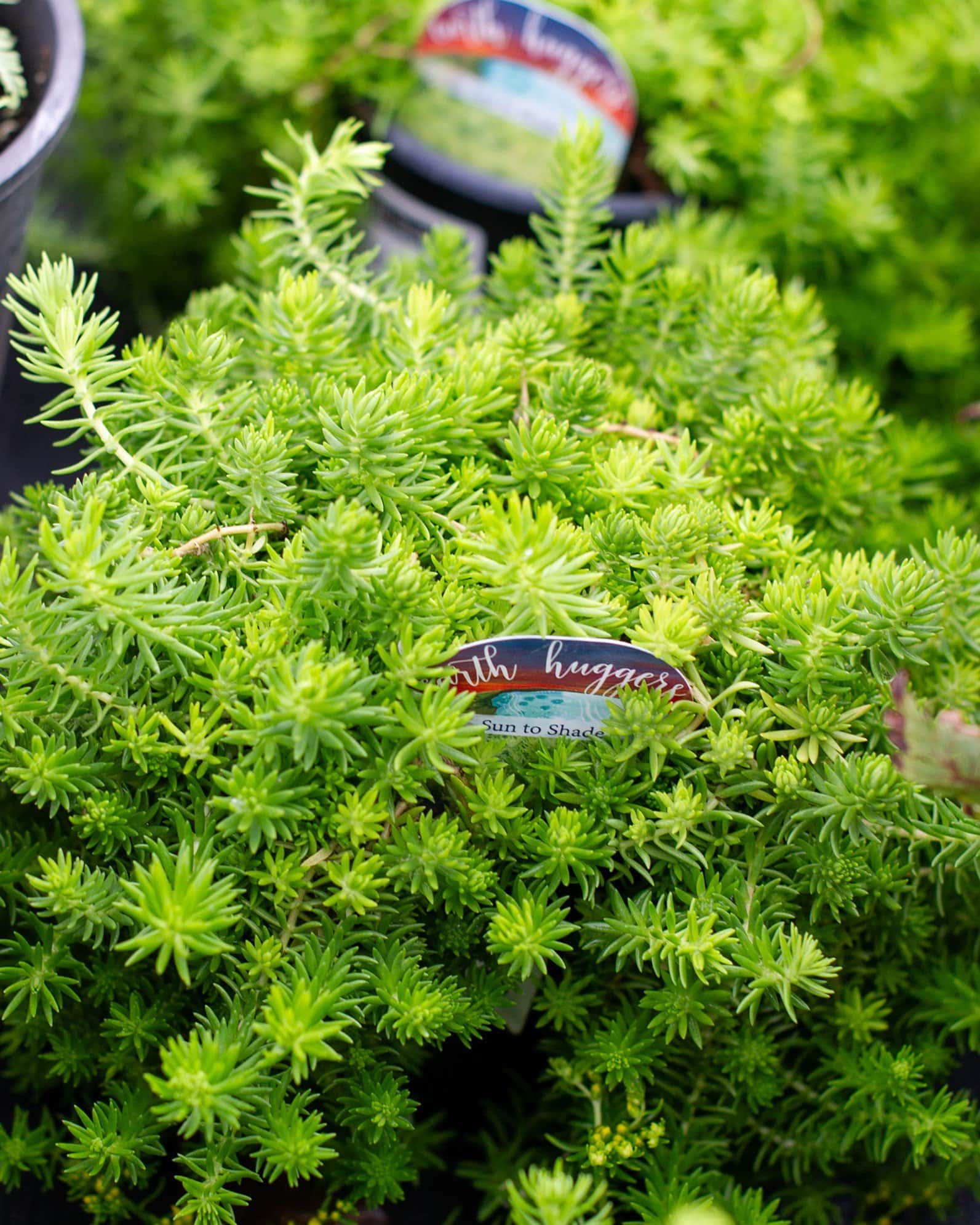 Lemon Ball Sedum - Main Image