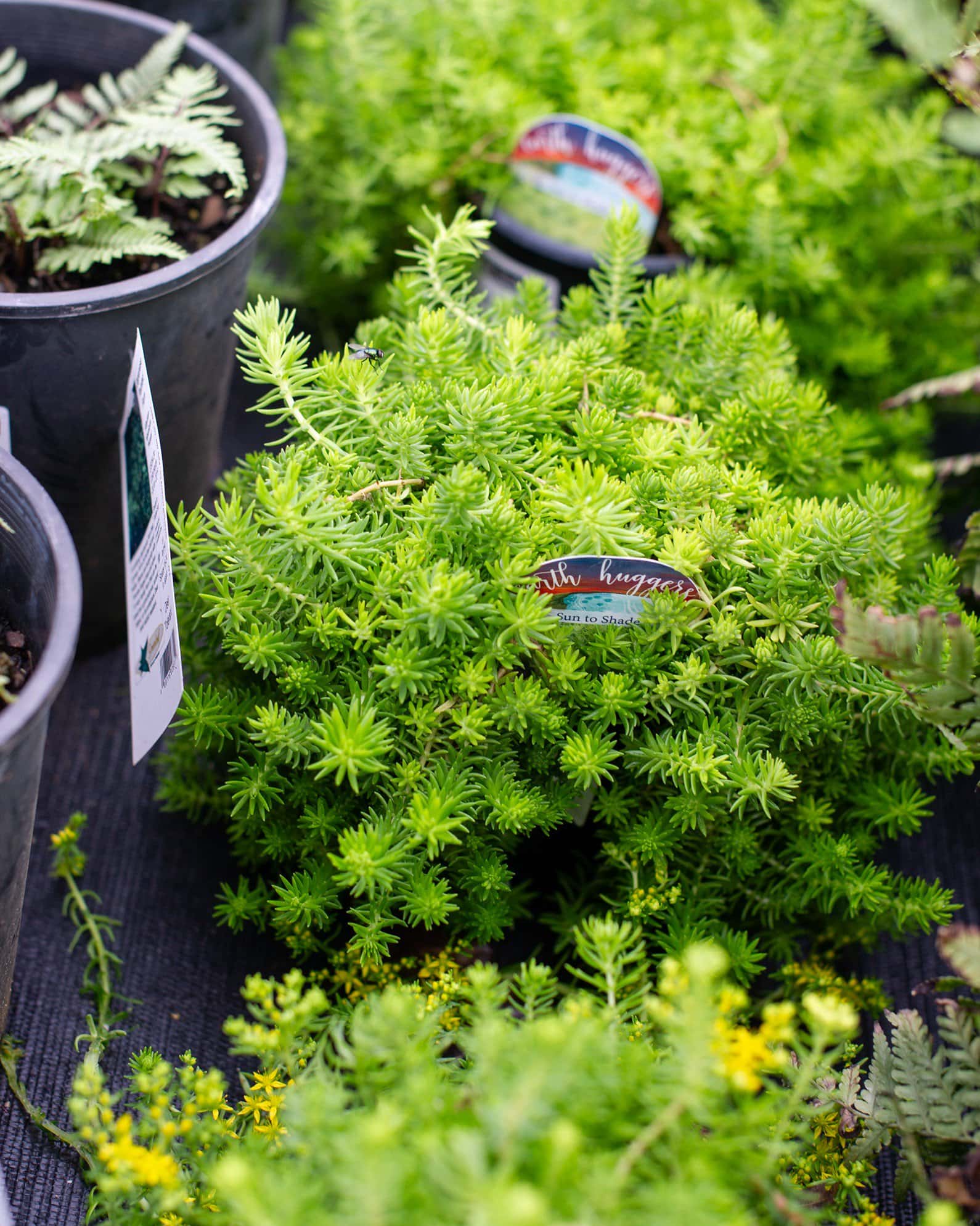 Lemon Ball Sedum - Image 1