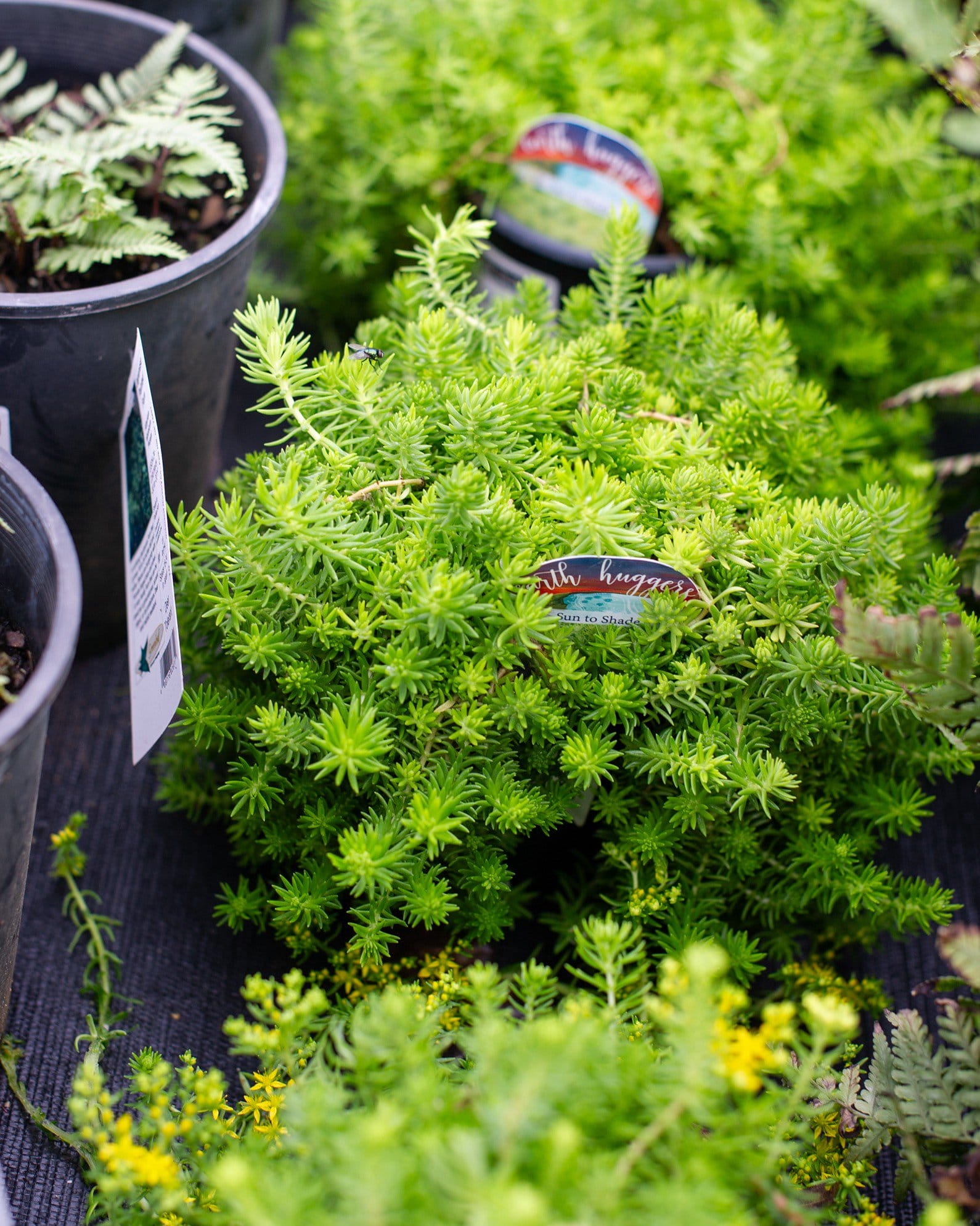 Lemon Ball Sedum - view 2